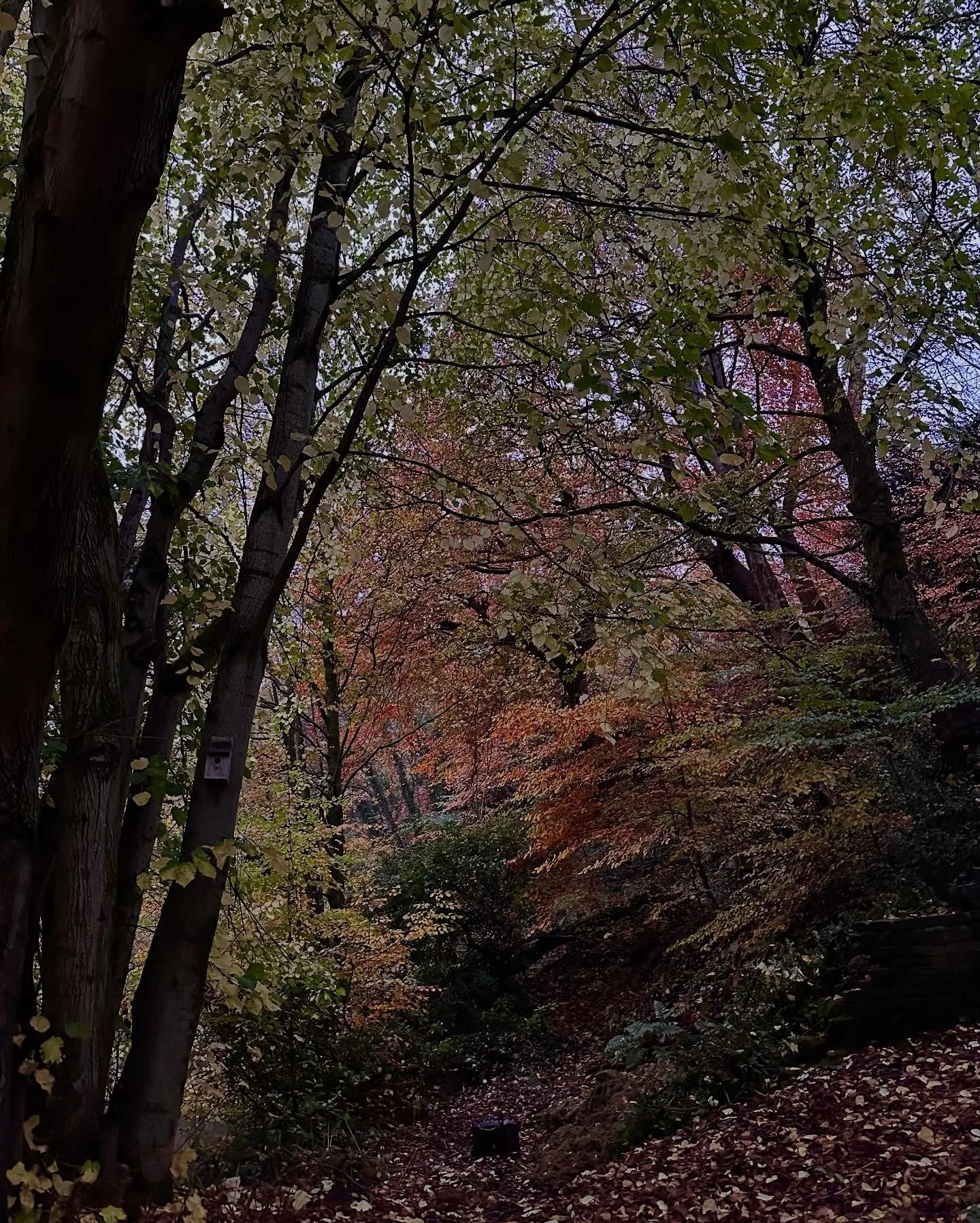 Graveyard in the gloaming. While the village bustled and the rush hour traffic piled up around us yesterday this was a gloriously quiet place to retreat awhile. Just the river, autumnal leaves and old grave stones. Calming, not spooky.