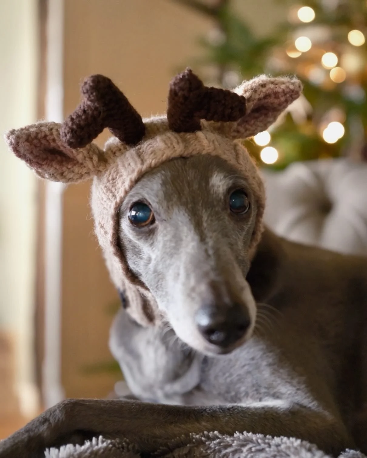 As we watched @thegameofwool with @tomdaley last night, Flo felt her festive whippety contribution would have been very much appreciated in the yarn barn. Neither Flo nor I can take any credit for the knitting though 😬😂
