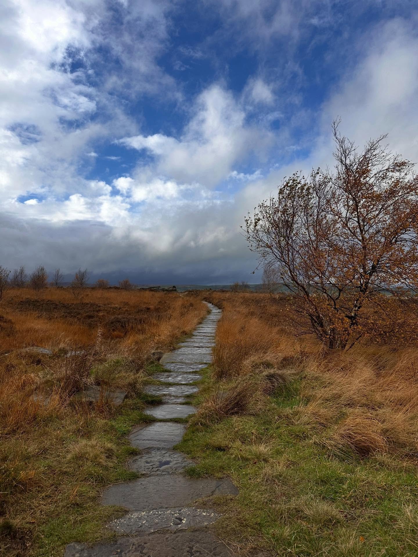 Norland Moor - just a stones throw from home, yet another world away. This vast, desolate, wuthering landscape which forms our horizon and delays our sunrises, is a favourite for dog walkers and Flo and I have been roaming it a lot recently. On the e