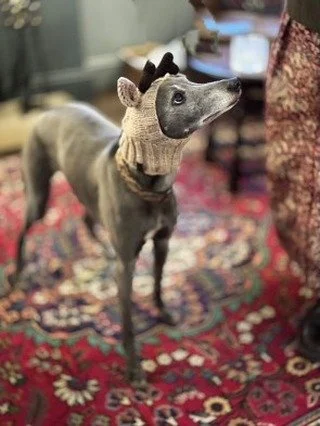 Flo this time last year for our Christmas catch up with Lemmy and Rachel @tallulahroseflowerschool - to be repeated again today. Question is - antlers or no antlers &hellip; 🤷🏻&zwj;♀️🥴🫢. If Flo has any say in that matter it&rsquo;s a firm no 🫸😂