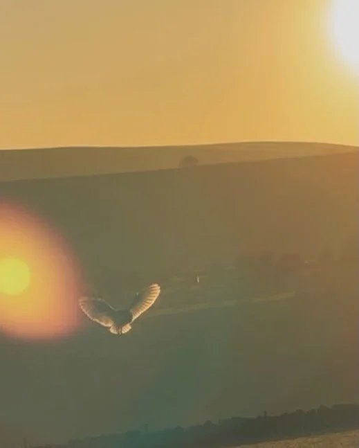 Happy Solstice / Yule 🪵🌱🕯️
At 3pm today the sun will stand still (sol = sun, sistere = stand still) before returning north again and we will start to edge closer to light-filled days again. But for today embrace the darkness, light candles and be 