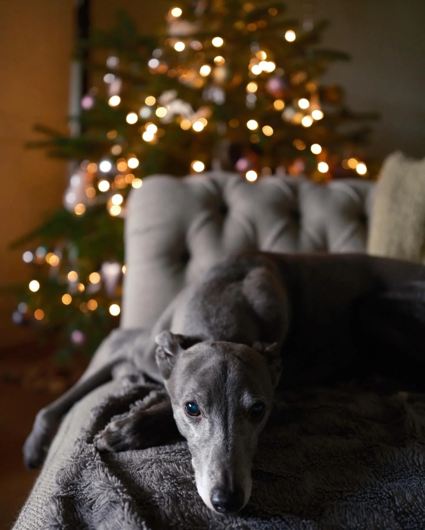 Interrupting the panic cleaning to wish you a very Merry Christmas before our celebrations start later today 🥂

Thank you for being here and weathering the many changes that have been thrown at us, for bringing a smile to my face and a cosy warm glo