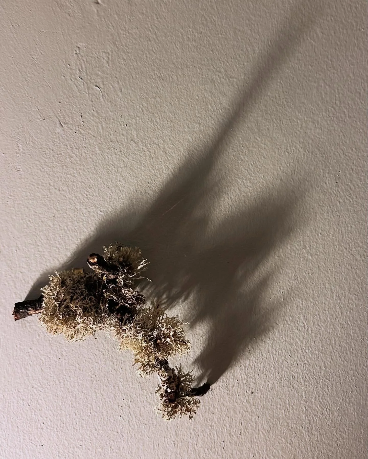 Licheny twig and shadow on a wall