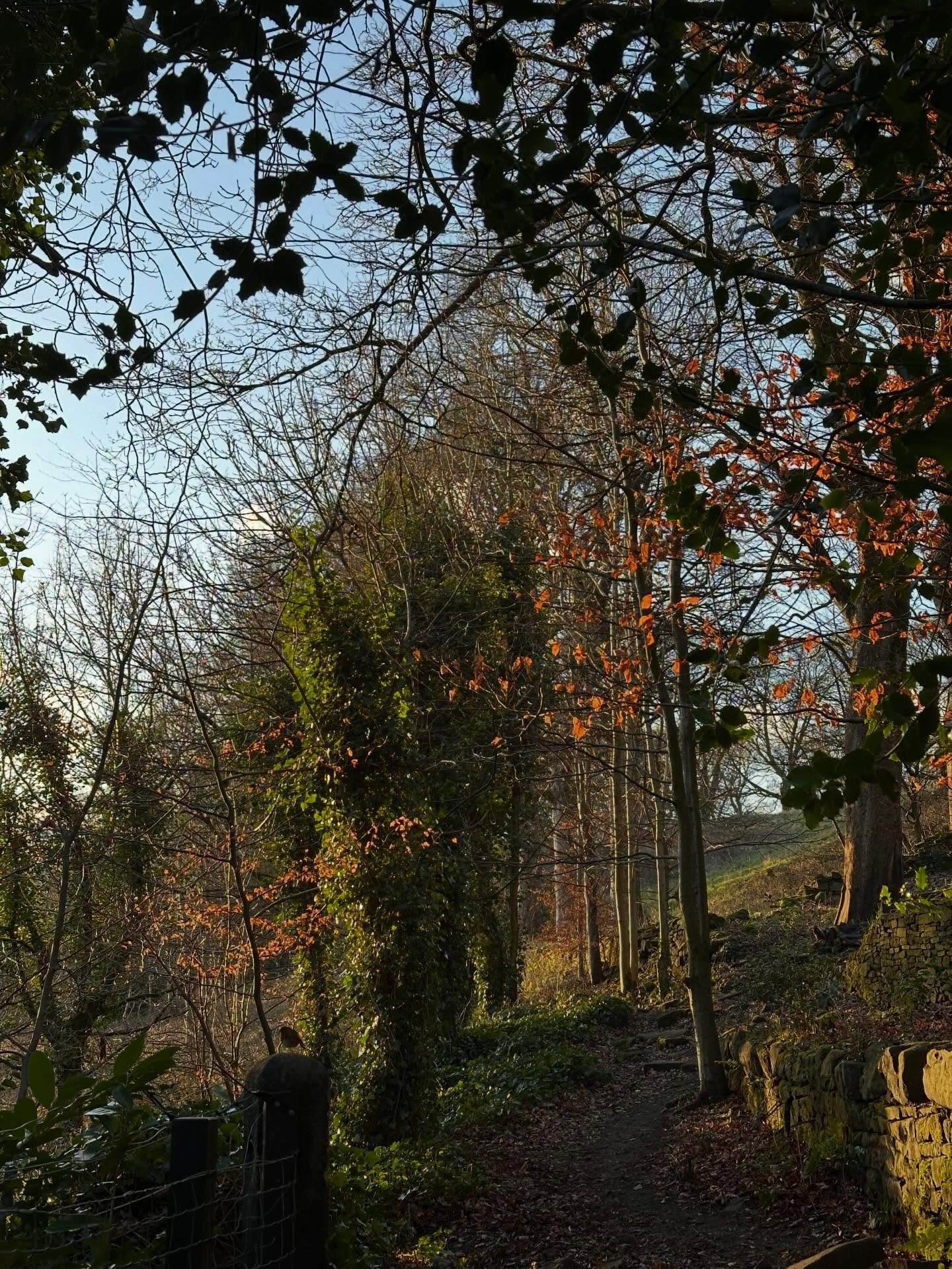 We&rsquo;ll be stepping into a new year shortly, may your journey through next year look a little like this - an interesting path ahead of you with gentle sunlight, glorious colours and a robin on a tree stump gently guiding your way 💫 
Happy New Ye