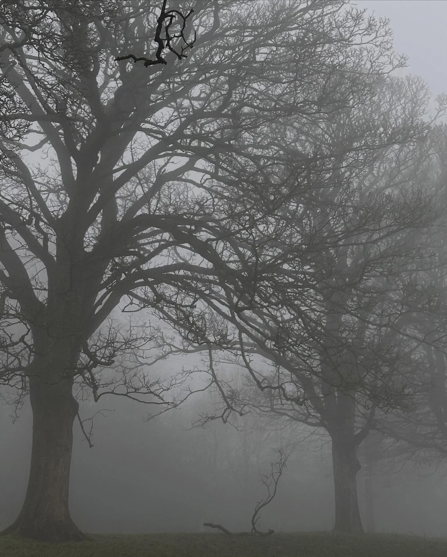 The movement in this fallen branch made me do a double take - unremarkable from every other angle, but perfect from here👌💥
