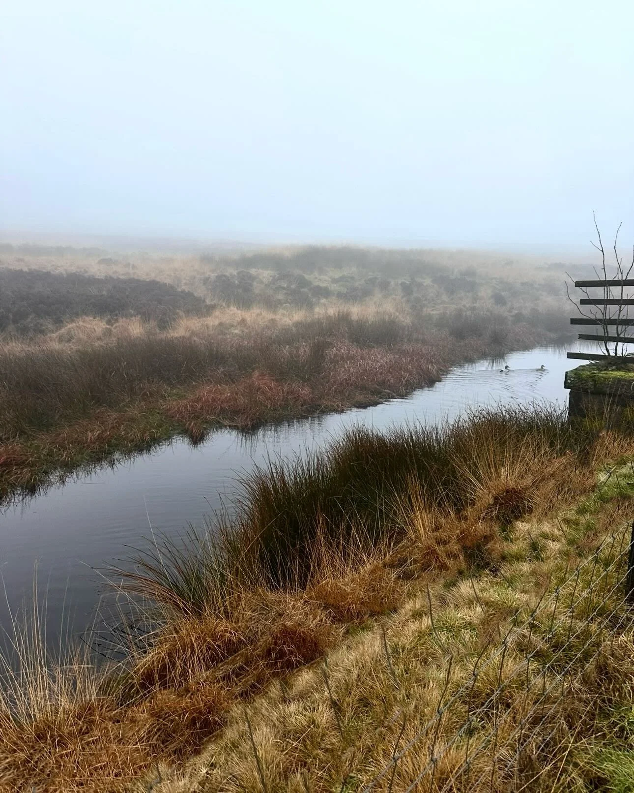 Properly wuthering - our moors are certainly getting their fair share of publicity at the moment. I haven&rsquo;t been to see Wuthering Heights yet but very much want to - is it worth a trip?