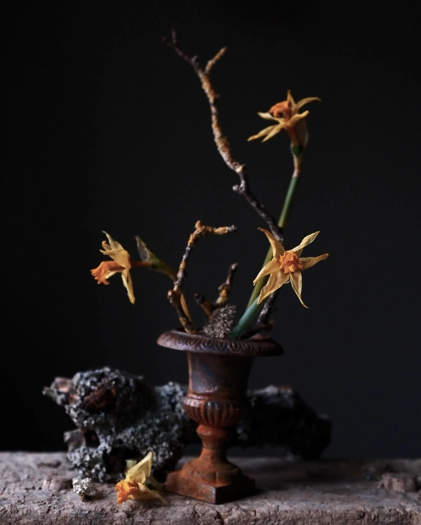 The first daffodils from the garden have served their vase time well and reached that beautiful between-fresh-and-dry state - papery, twisted and an altogether earthier colour than their slightly-too-bright fresh hue. I couldn&rsquo;t resist allowing