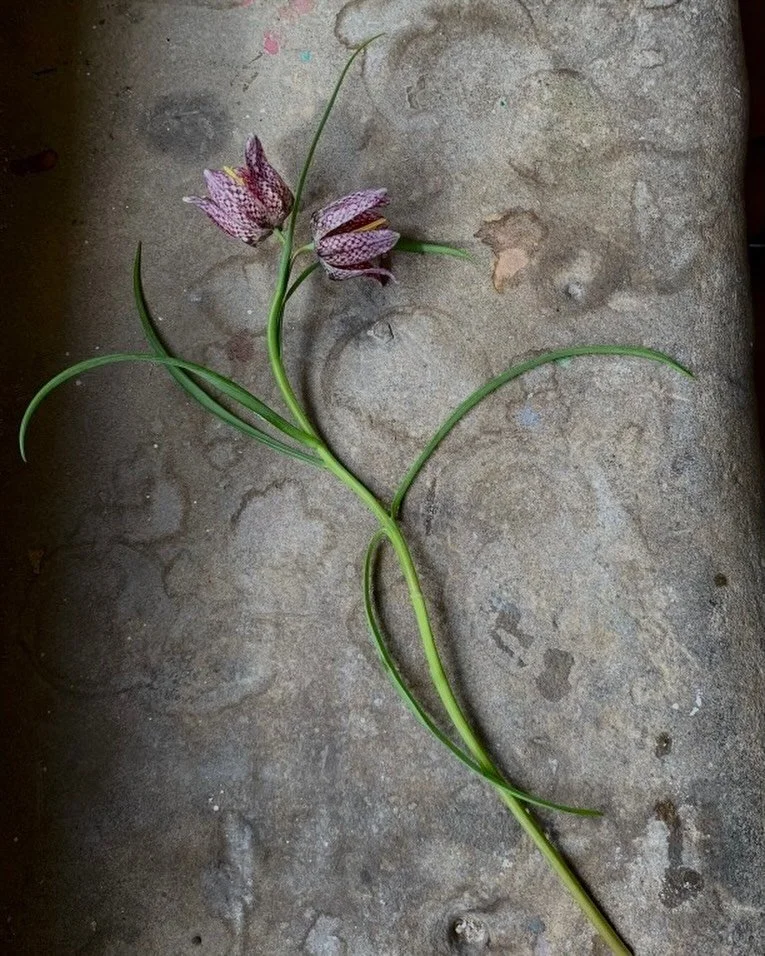 Spring feels so close, you can practically hear all those beauties pushing their way up from the earth.