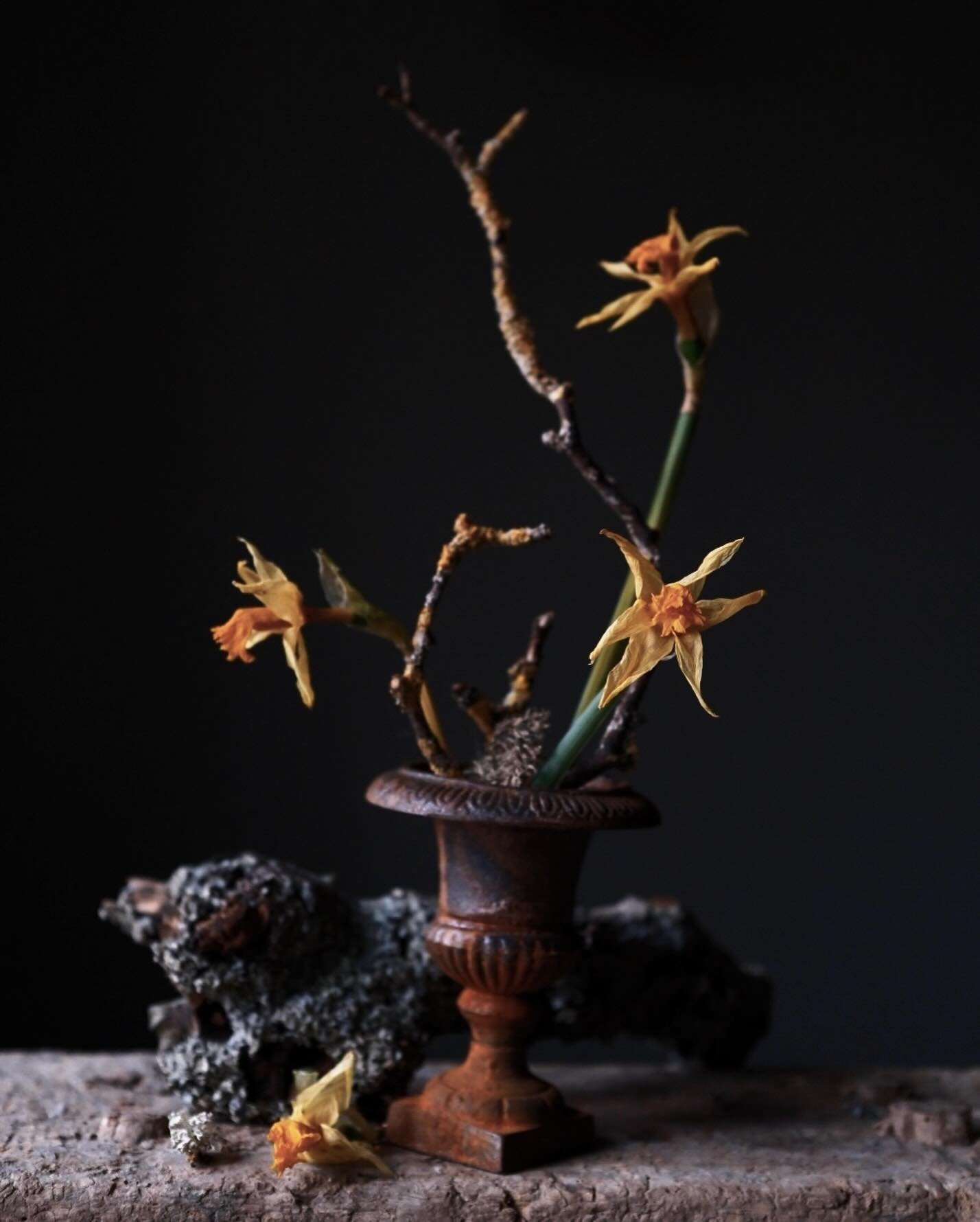 The first daffodils from the garden have served their vase time well and reached that beautiful between-fresh-and-dry state - papery, twisted and an altogether earthier colour than their slightly-too-bright fresh hue. I couldn&rsquo;t resist allowing