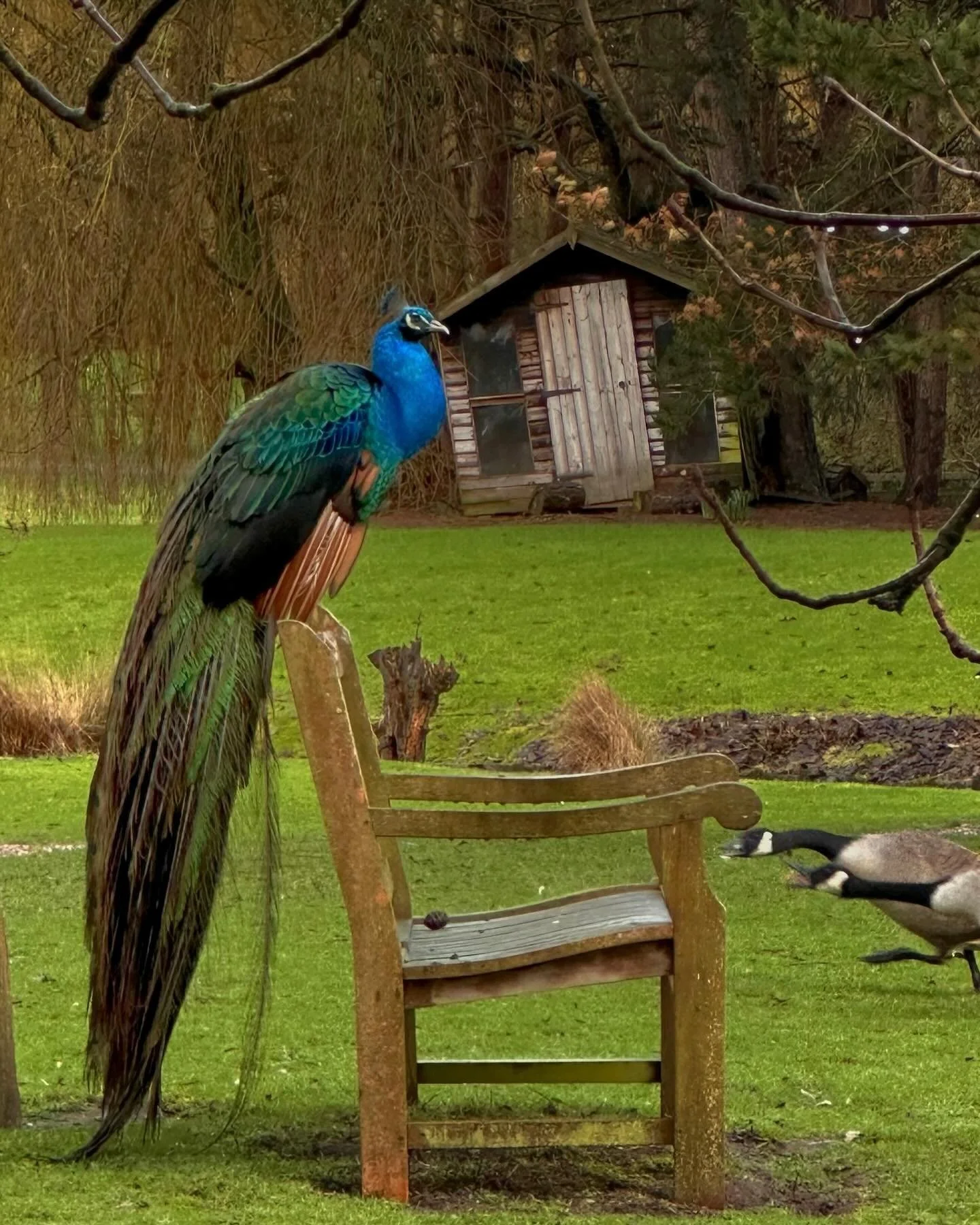 Just a peacock on a bench nonchalantly ignoring the two very angry geese - to start your week off
You&rsquo;re welcome ☺️