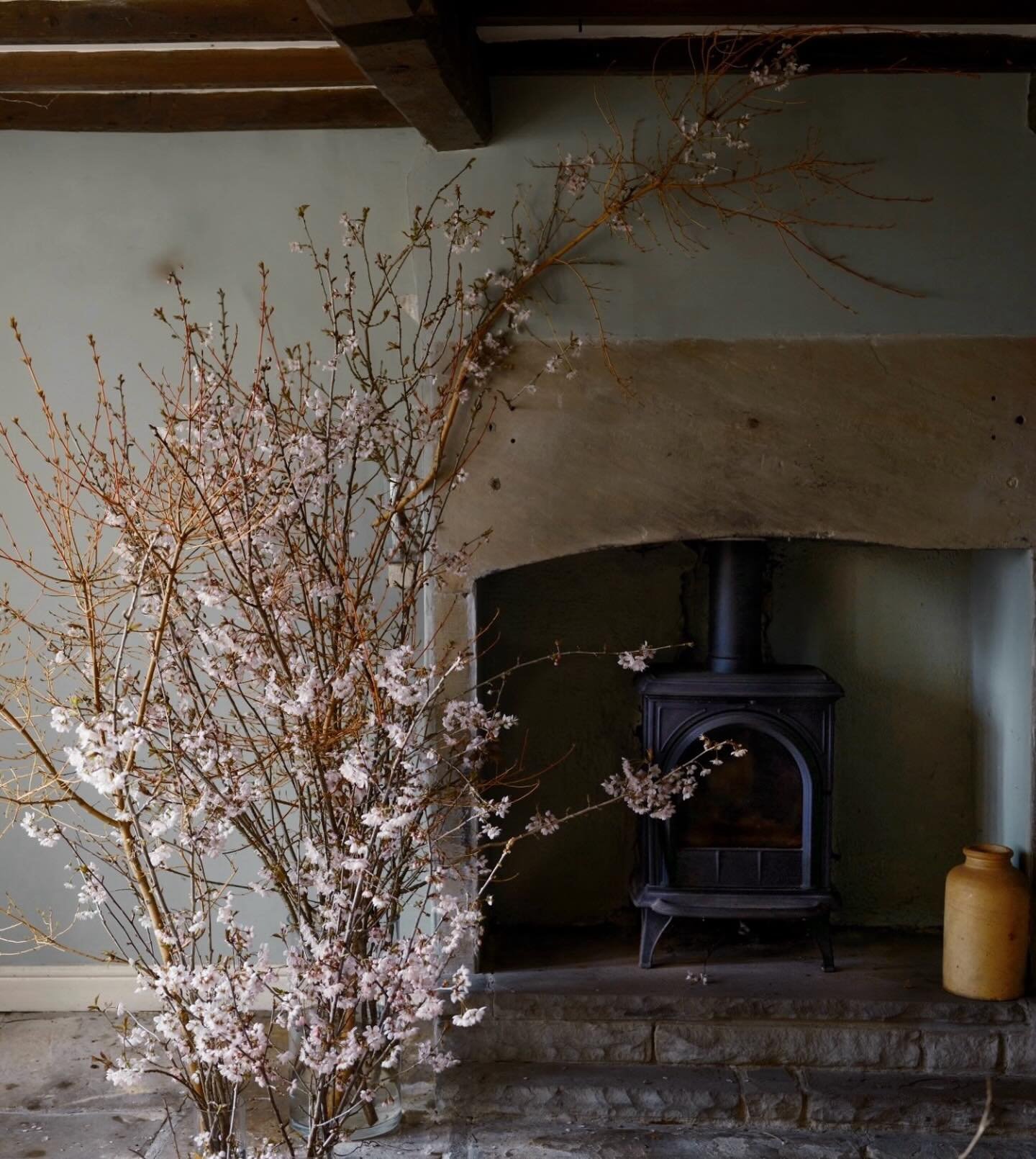 Mono no aware - the third and final part of a triptych celebrating the fleeting beauty of the cherry blossom - with additional Cornus Midwinter Fire. 
I had to remove some suckers from the cherry tree as they were taking over the garden, so of course