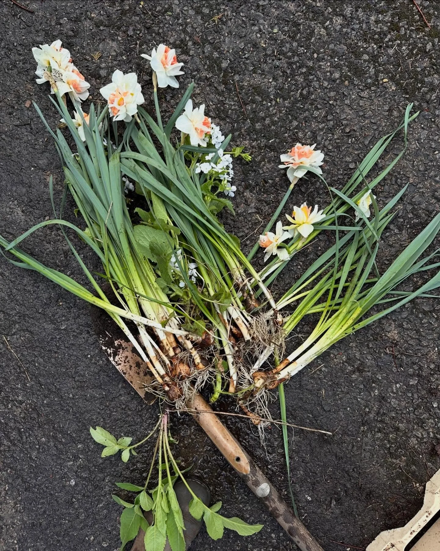 Behind the scenes - a mass transplant is underway, moving bulbs and plants from an area where they can&rsquo;t be seen to one where they can be appreciated much more. 

I know it&rsquo;s not the best time to move narcissi in full flower but sometimes