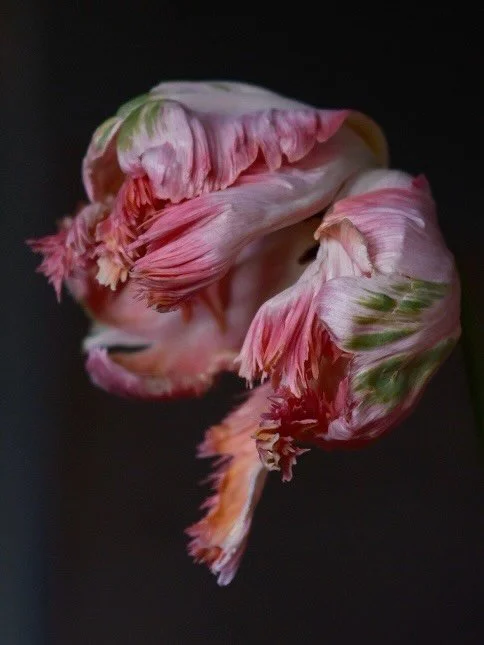 Can we just take a moment to appreciate the utter beauty of a parrot tulip. And friend 🐌 
👏🙌