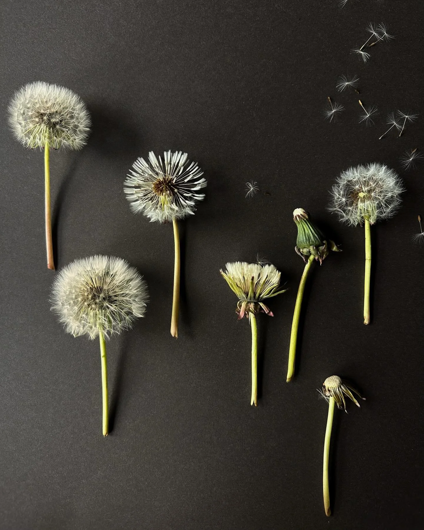 Dandelion desire
