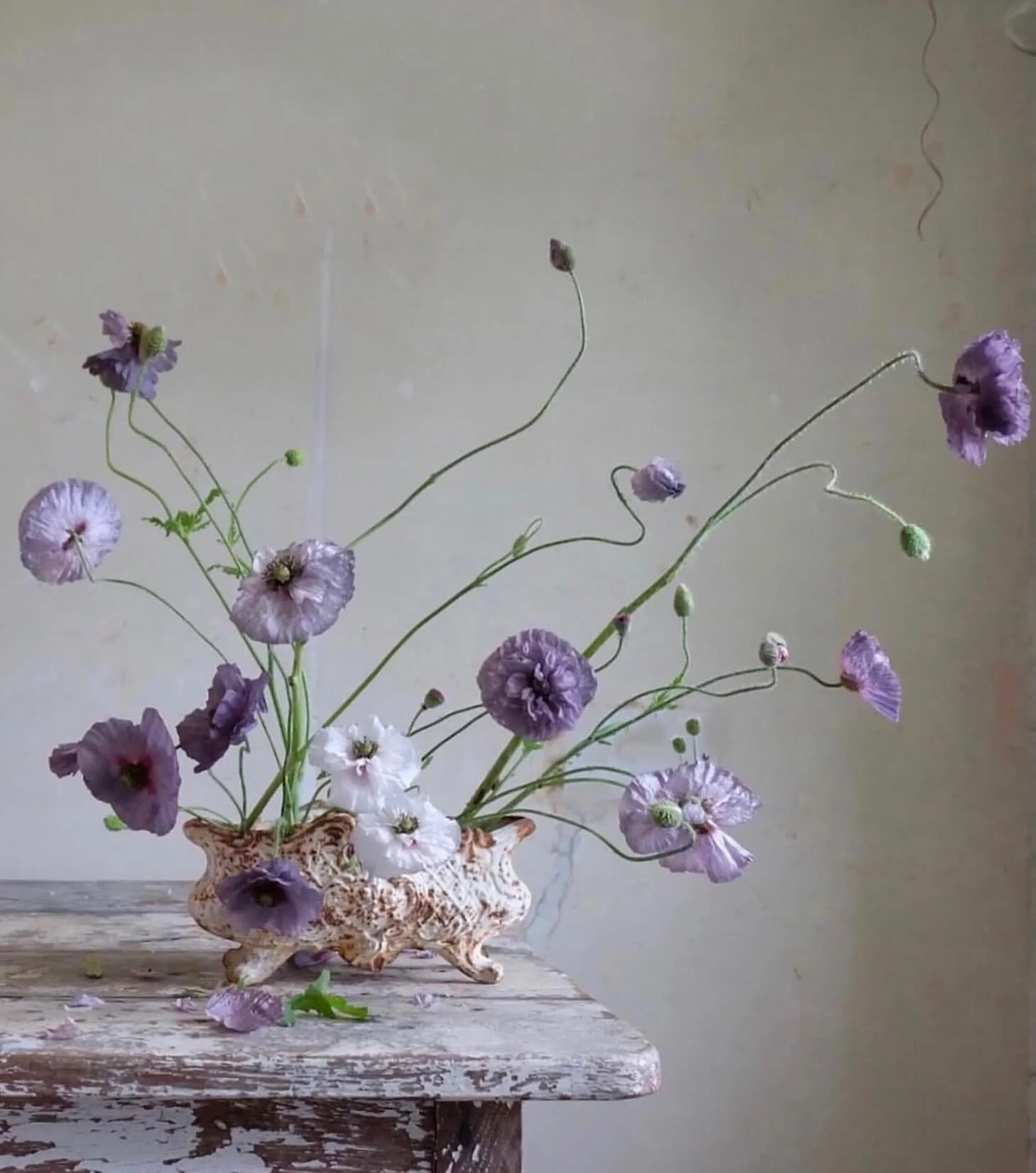 Poppy season again. Poppy &lsquo;Amazing Grey&rsquo; is very well named. 
In other news - it&rsquo;s a blue moon today. Rare happenings are referred to as once in a blue moon, because, you guessed it, blue moons (when two full moons occur in one mont