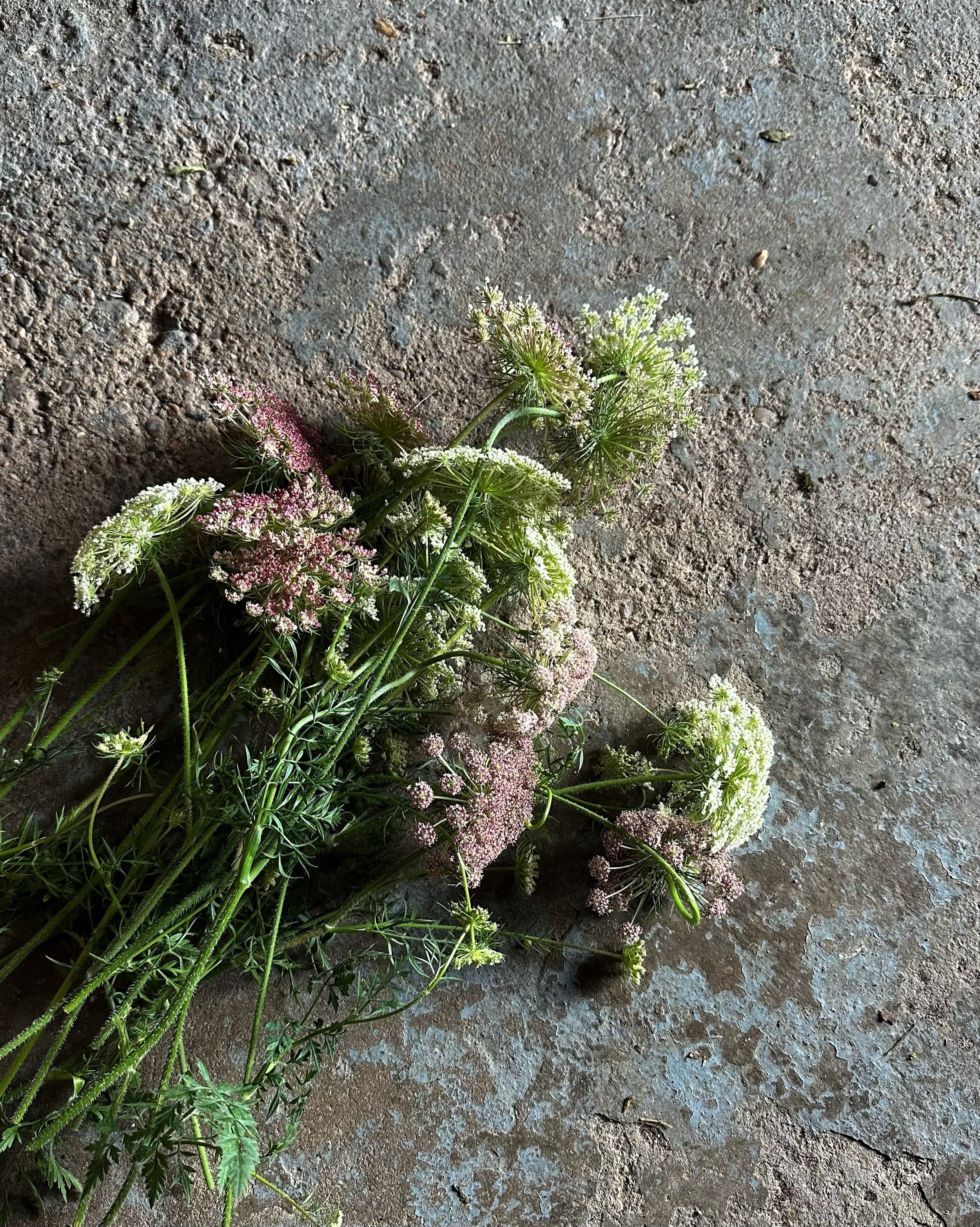 1st August. Marking the new month with a simple bunch of Daucus carota &lsquo;Dara&rsquo;, picked from very contented, self seeded plants - growing through cobbles and taller than me. And although it feels wrong saying happy anything while the world 