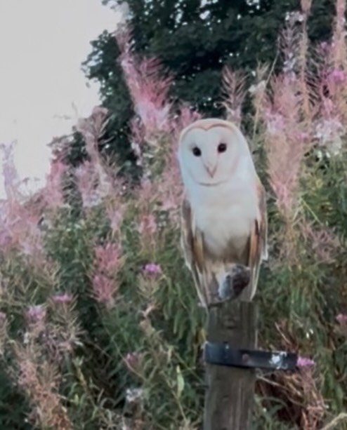A magical dog walk with owls, buzzards and the moon. I could hear barn owl chicks in the distance, once I located them I started filming when one of the adults landed on a post right next to me. It got a shock when it actually saw me and flew off but
