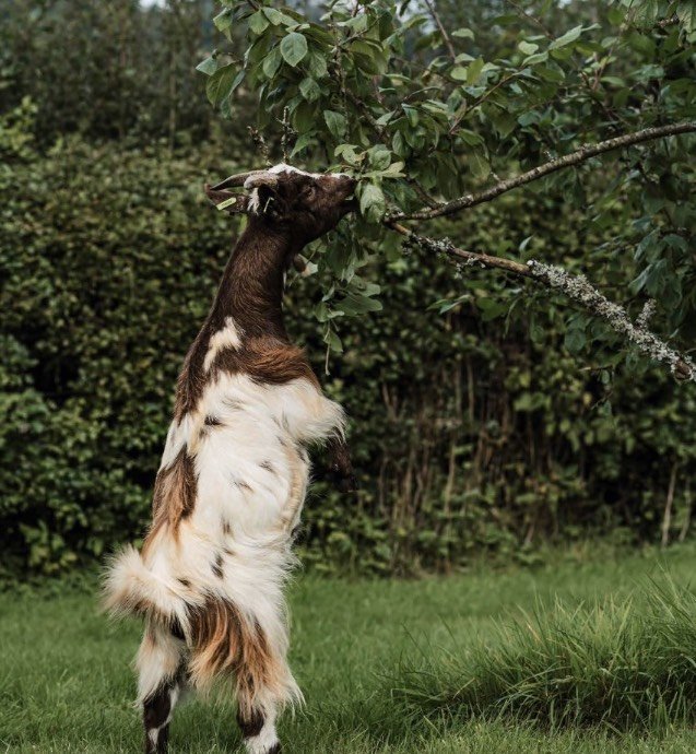 pygmy goats.jpg