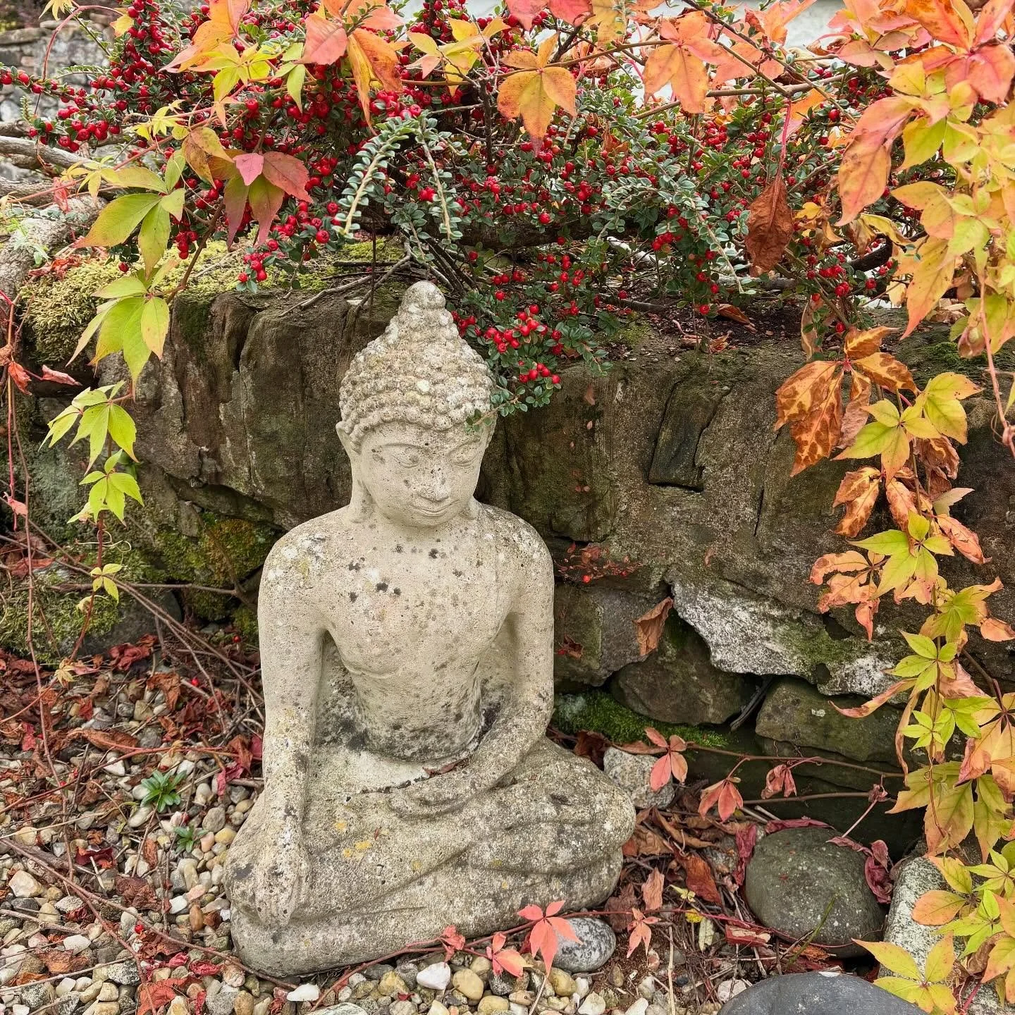 Sometimes it’s the smallest moments that stop you in your tracks. This morning, I opened the back door and there was my Buddha statue, quietly sitting just where it always does, but framed by the changing leaves and the soft light of the season