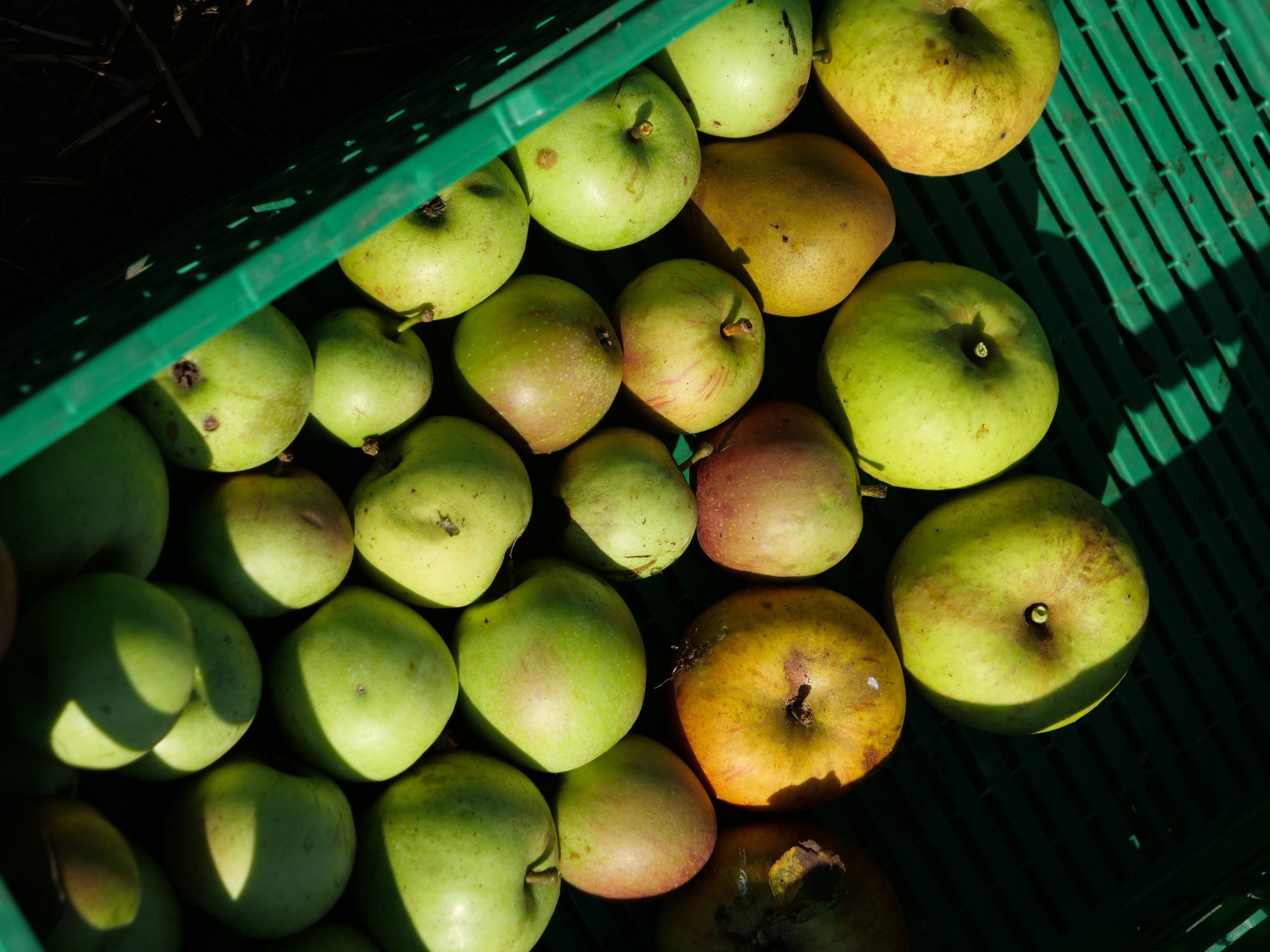 Récolte de pommes 2021