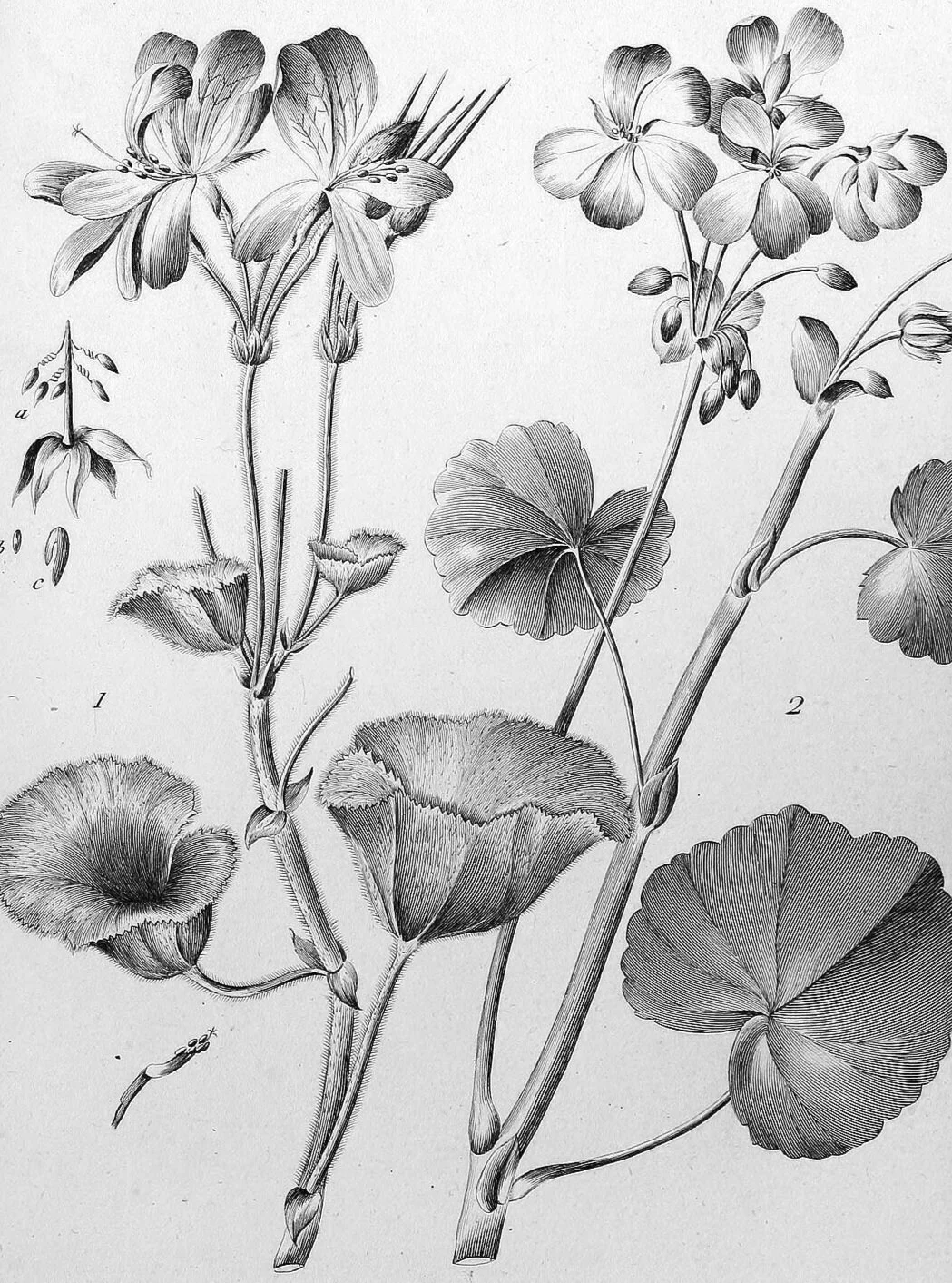 Monadelphiae_classis_dissertationes_decem_%2528Tab._CVI%2529_%25288188887834%2529.jpg