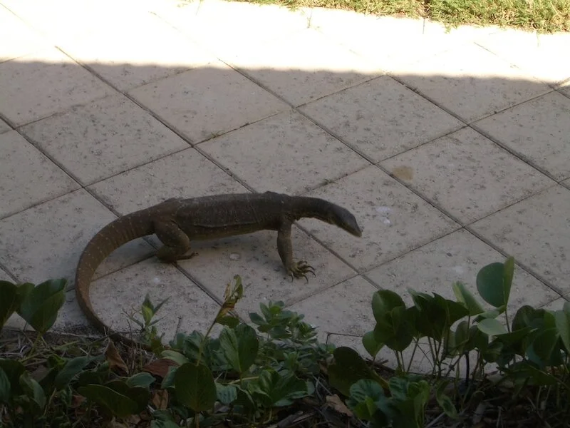 LizardOptio14.JPG