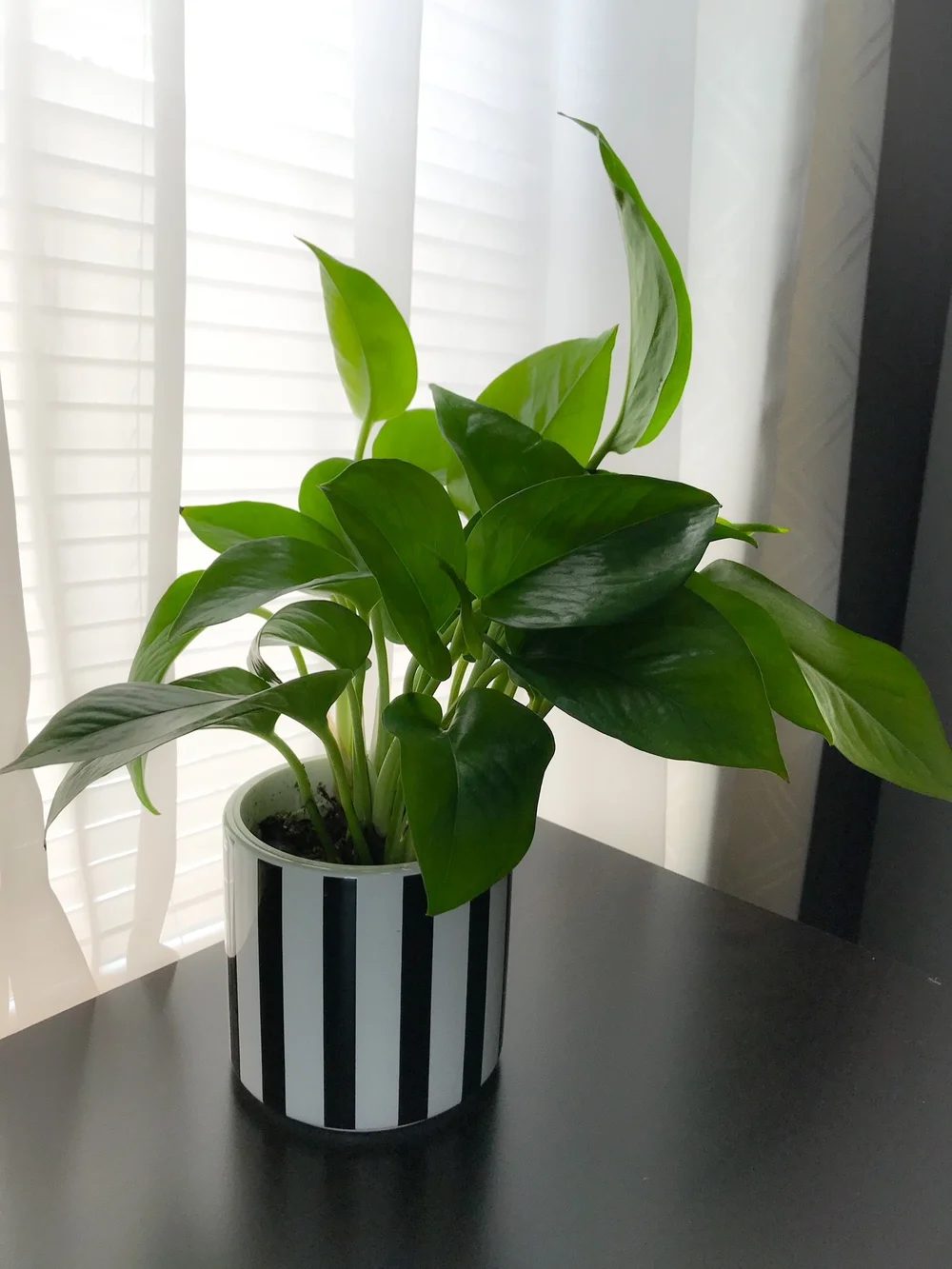 For Floral Sake Pothos Plant.JPEG