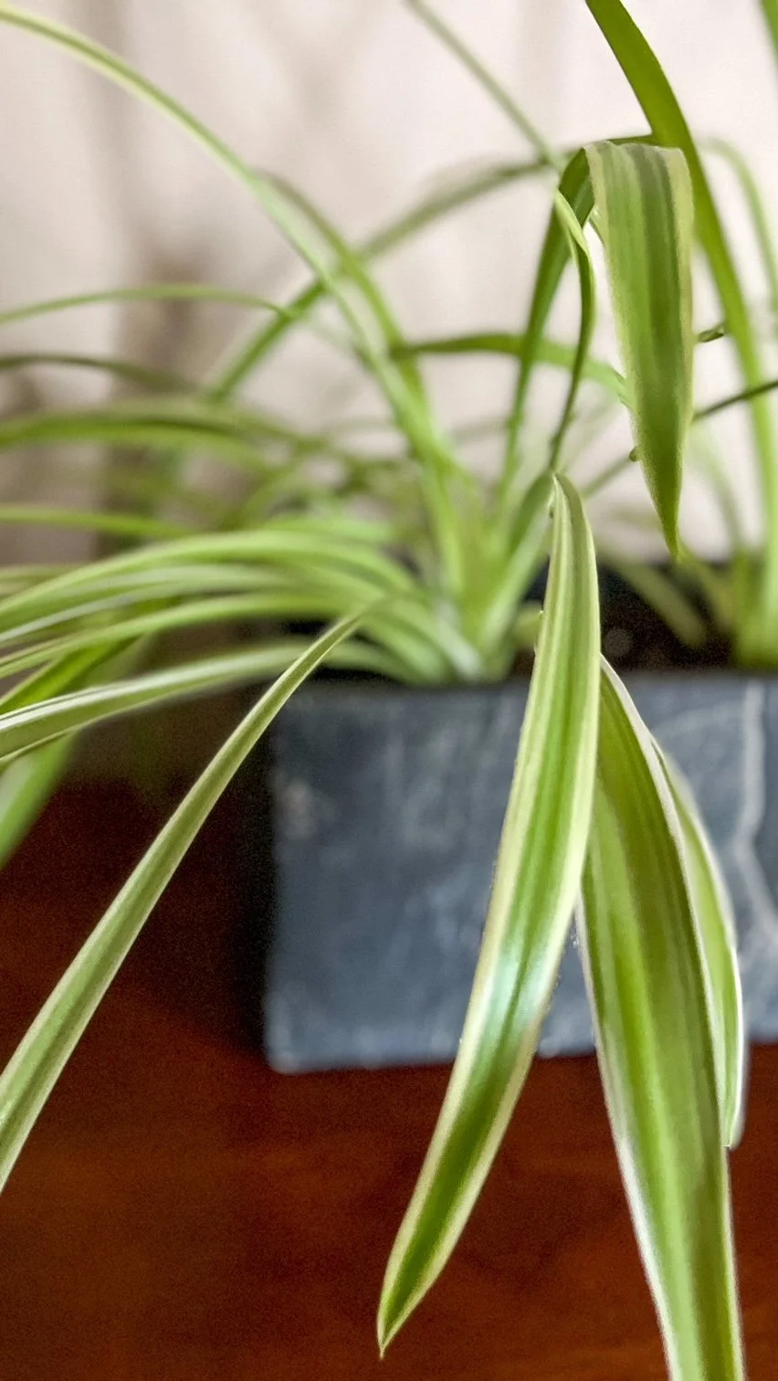 For Floral Sake Spider Plant.JPEG