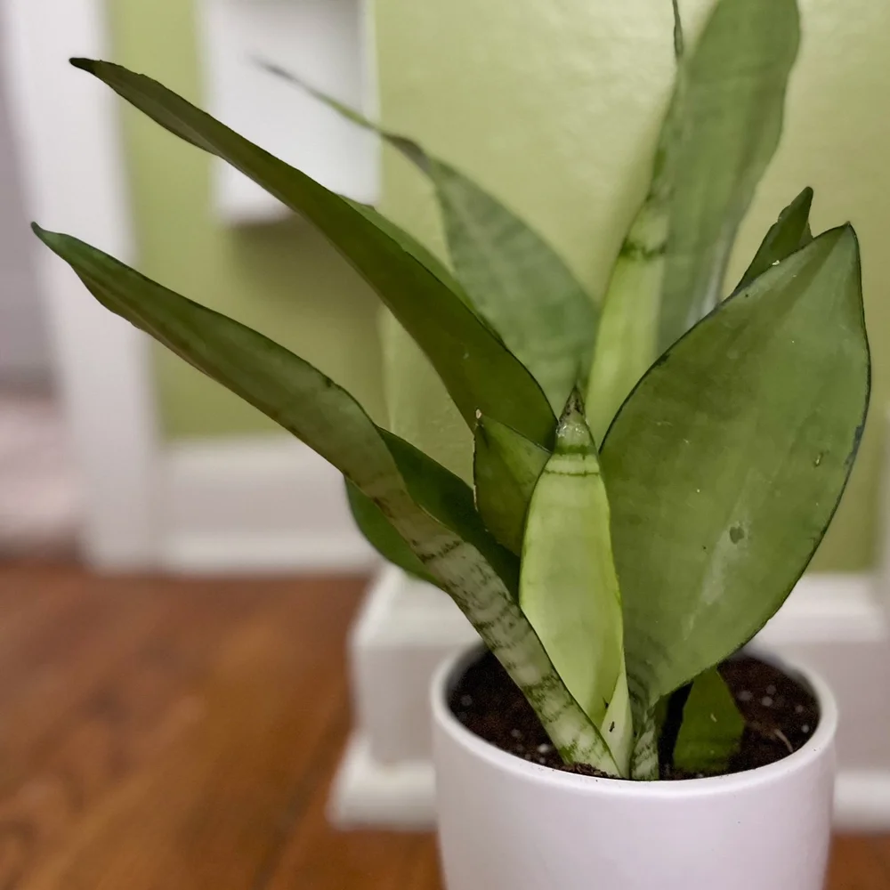 For Floral Sake Snake Plant.JPEG