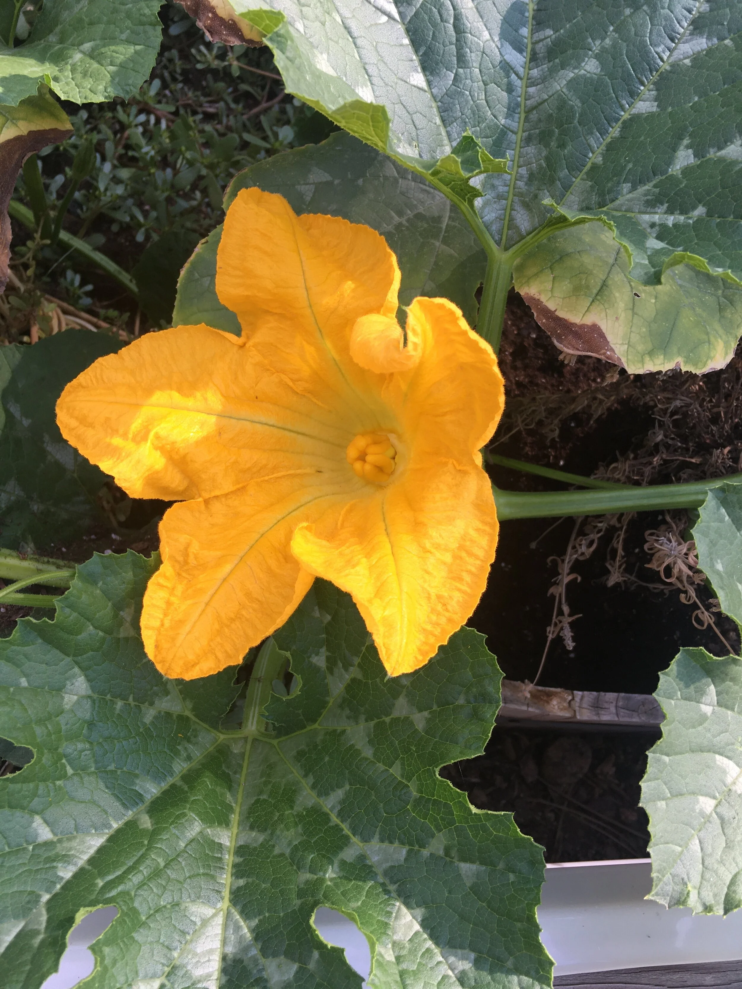 Female Flower.JPG