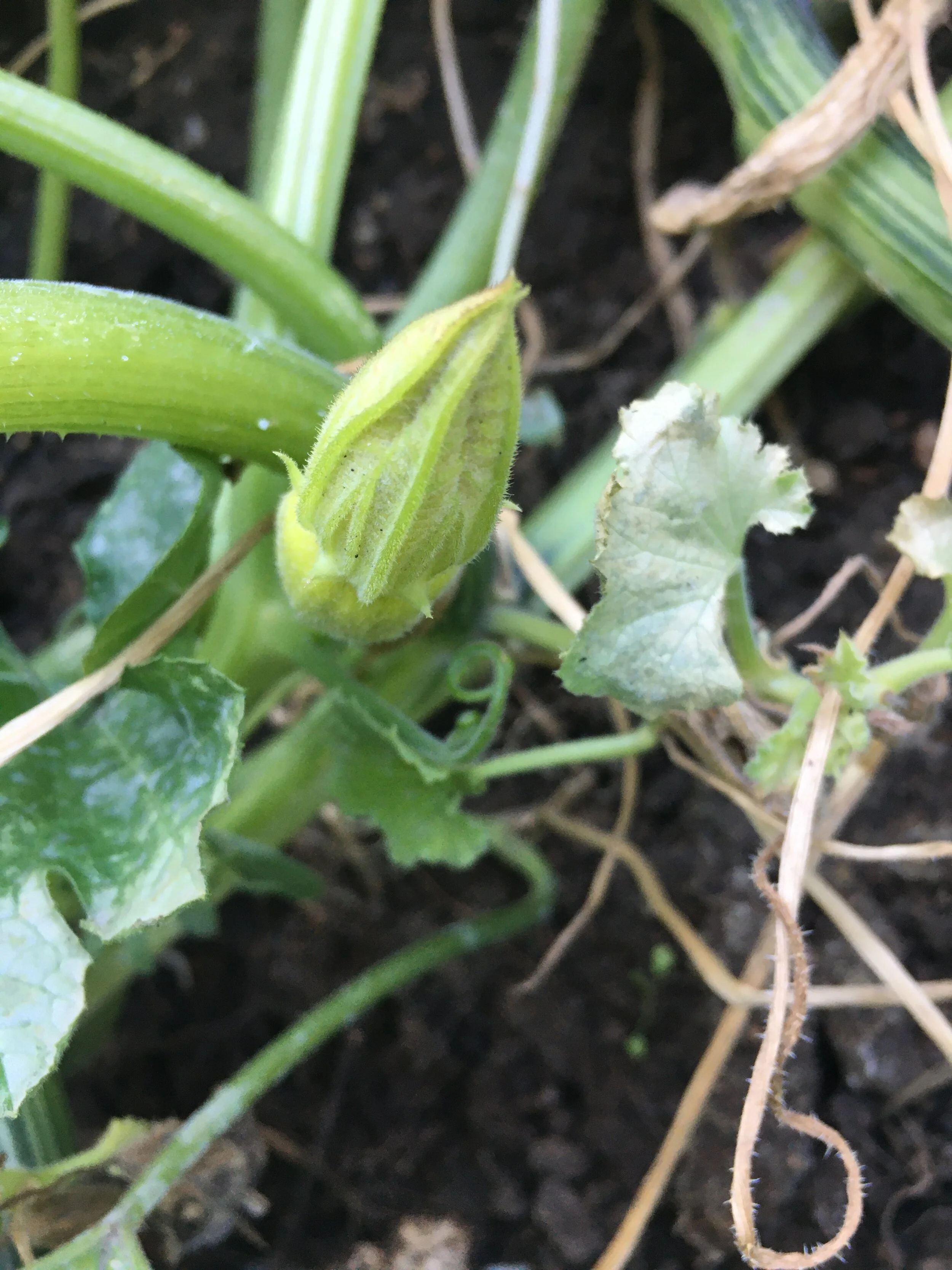 Flower about to open.JPG