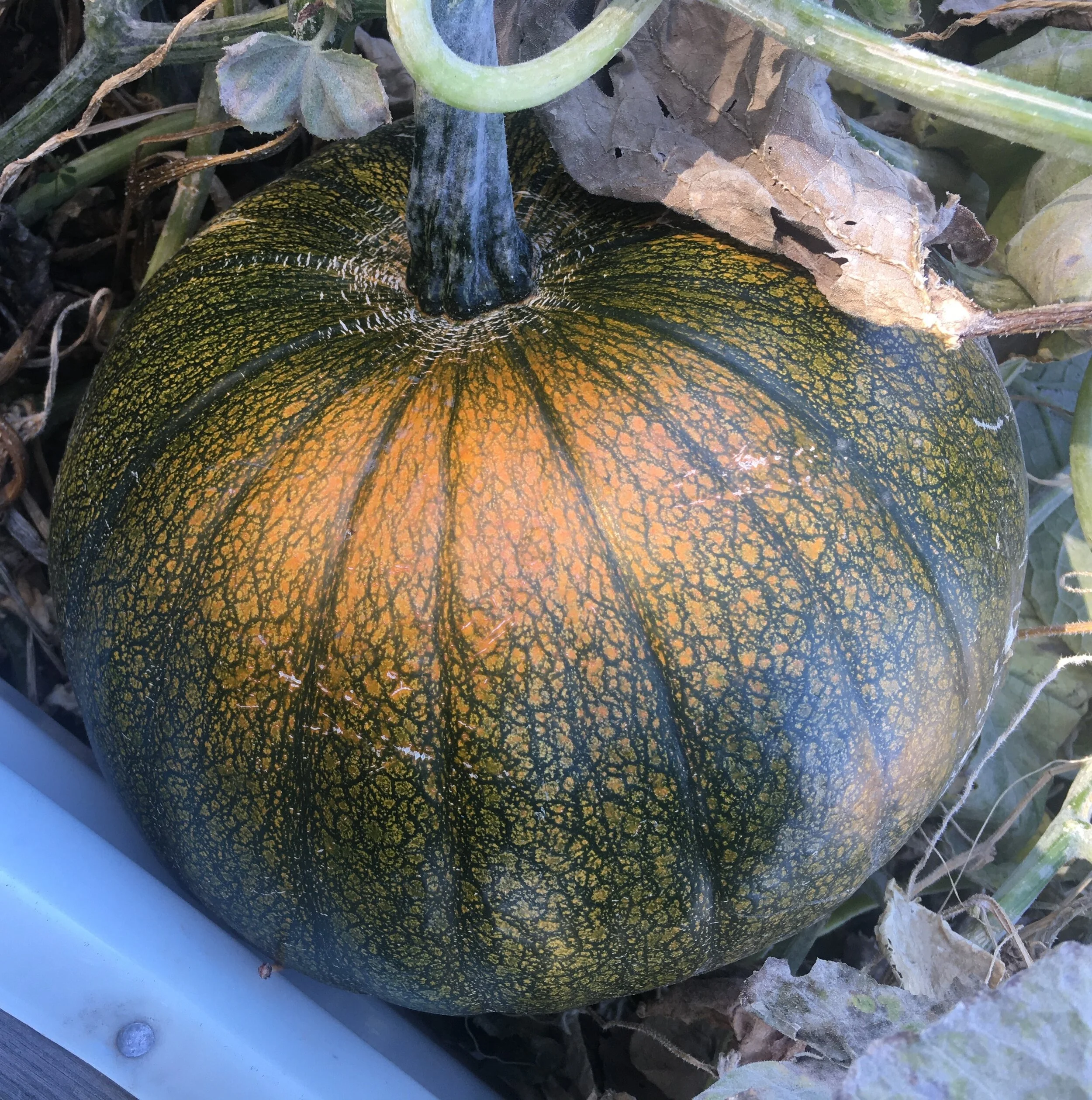 Gardening - Pumpkins!