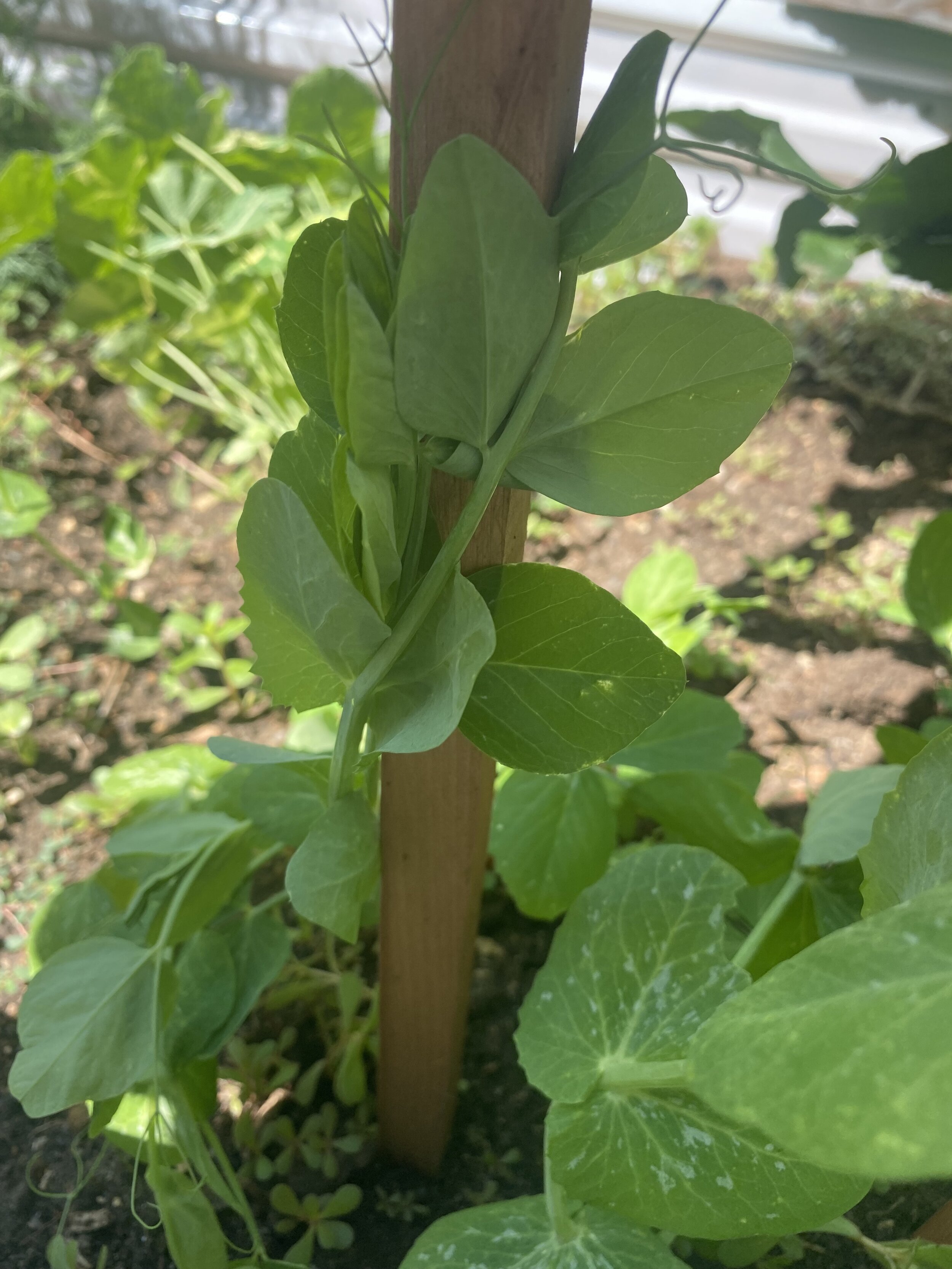 Gardening - Pea Plants