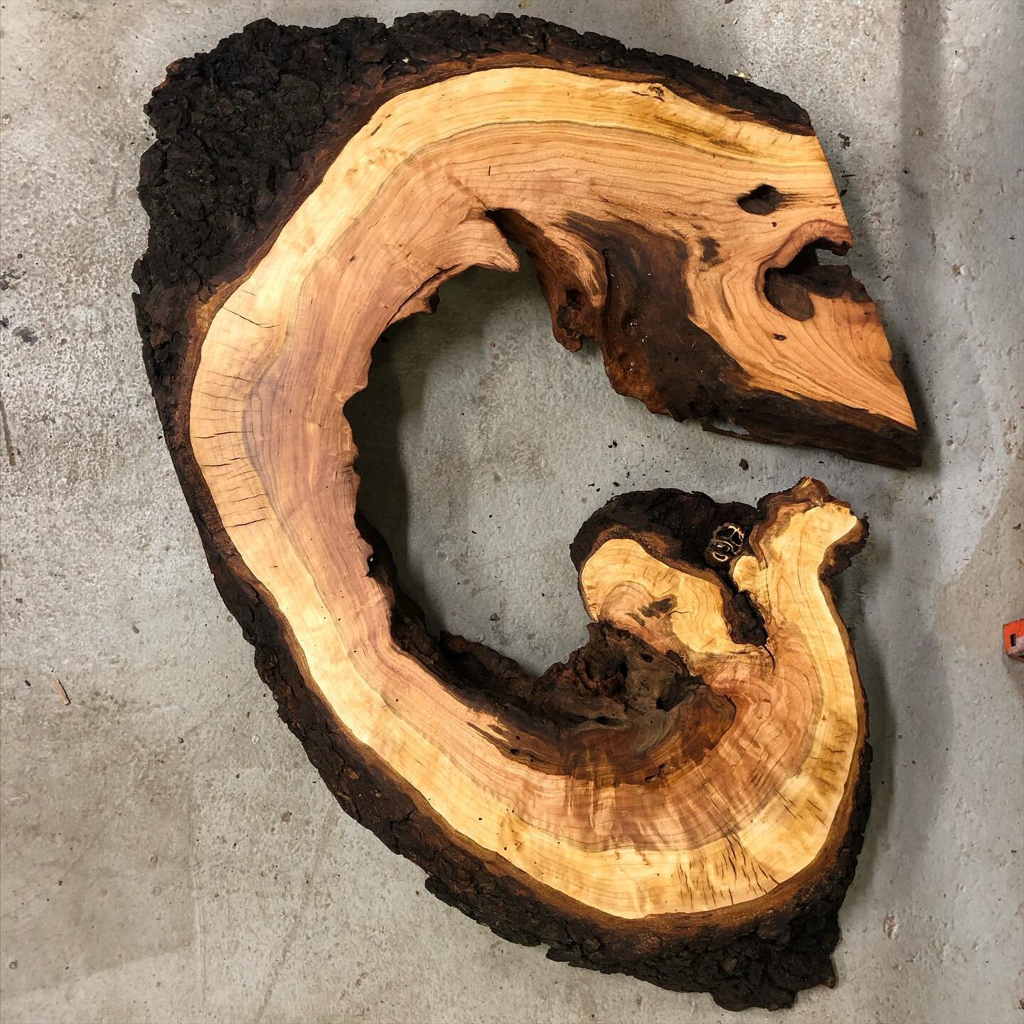 What do you C? What do you G? #growth #tree #wood #naturaledge #liveedge #furniture #art #design #woodworking #cherry #cherrywood #michigan #weirdwood #wildwood #oneofakind