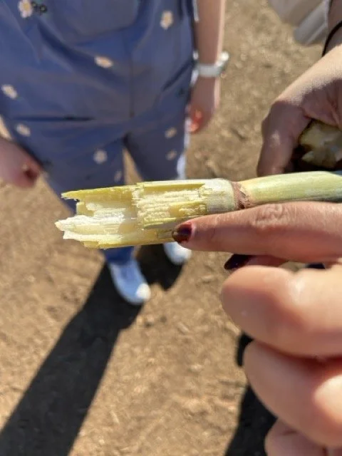 LTYD Youth Farm_4671 Medium.jpeg