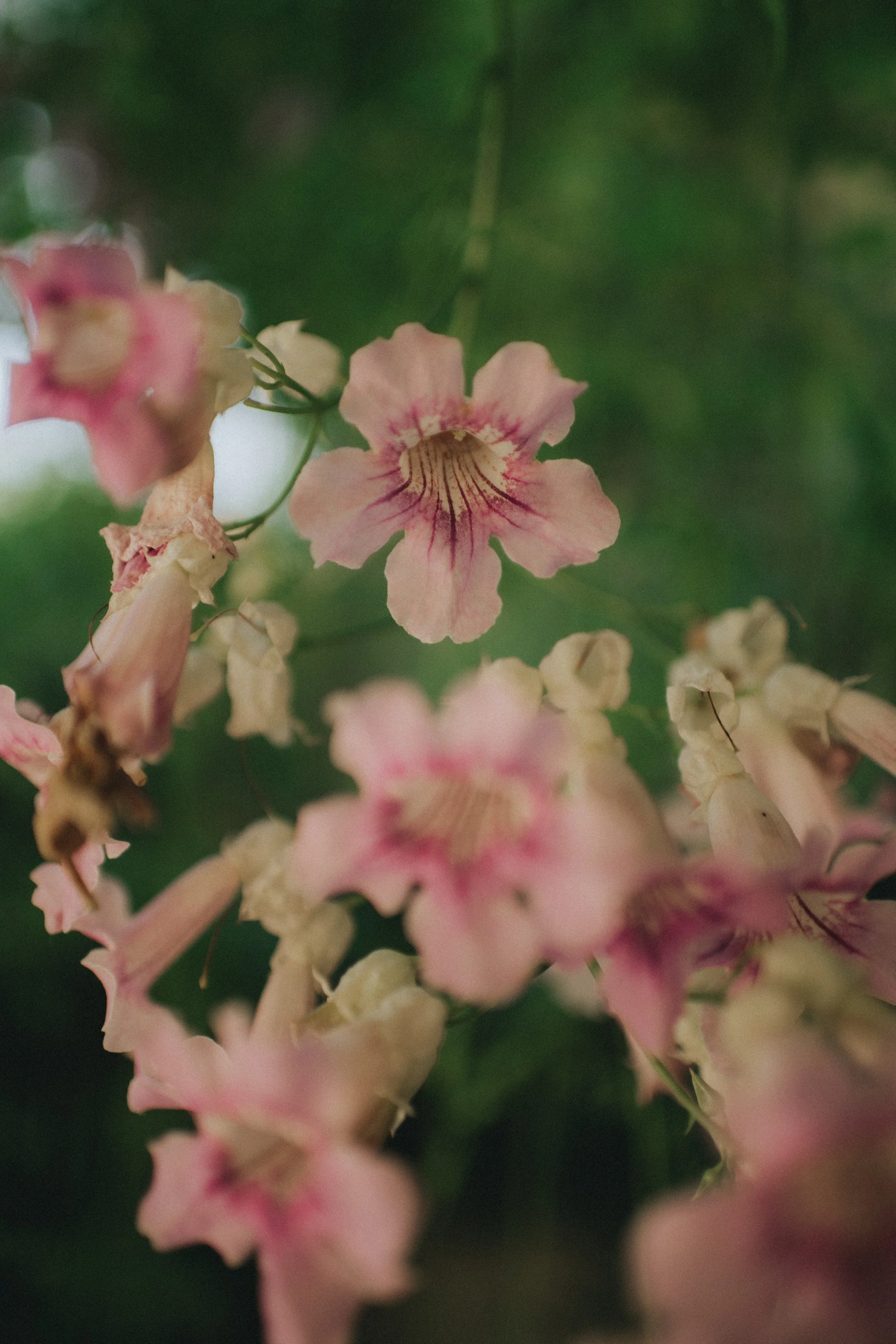 Vasilias Nikoklis Inn Cyprus wedding venue