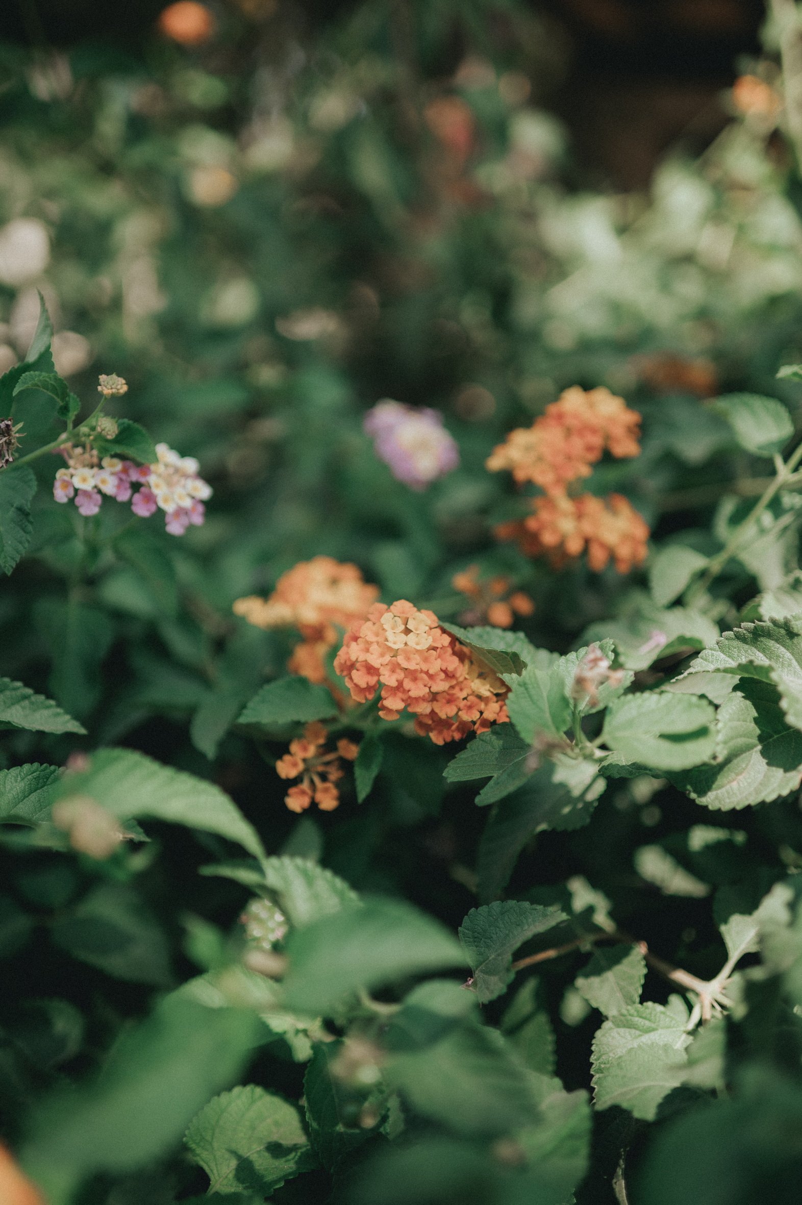 rustic weddings at the Vasilias Inn Nikoklis (5).jpg