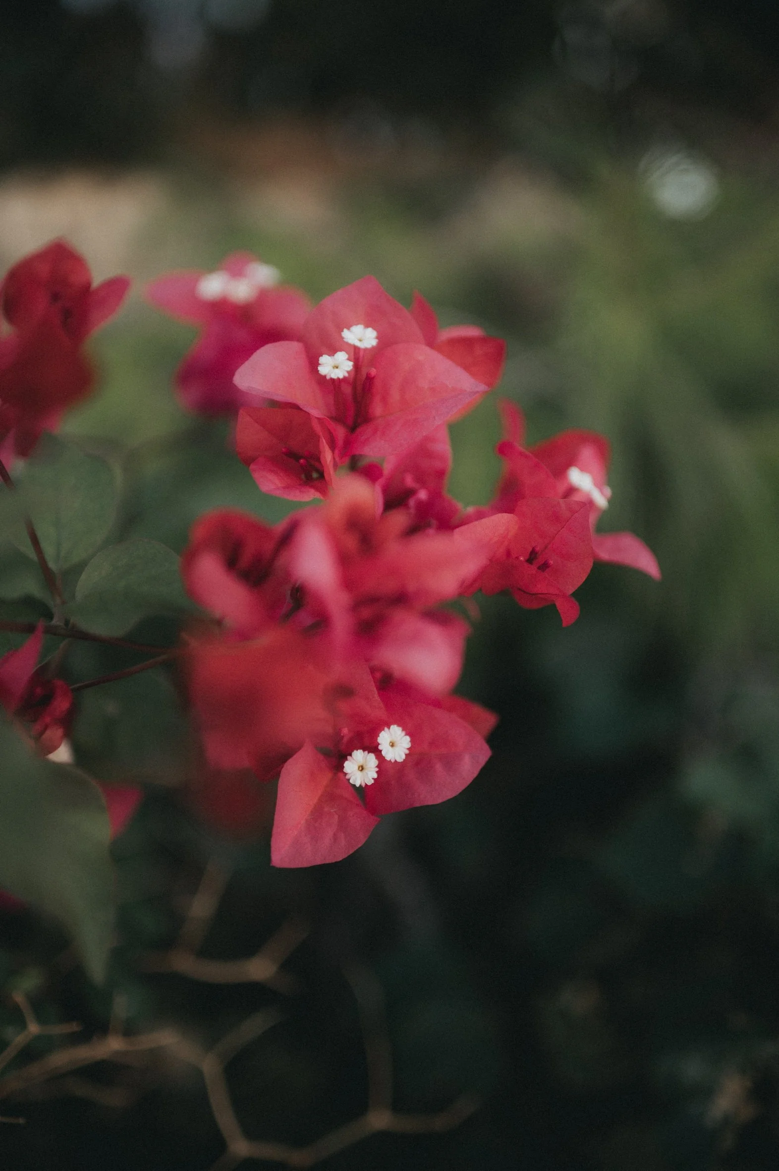 liopetro secret garden