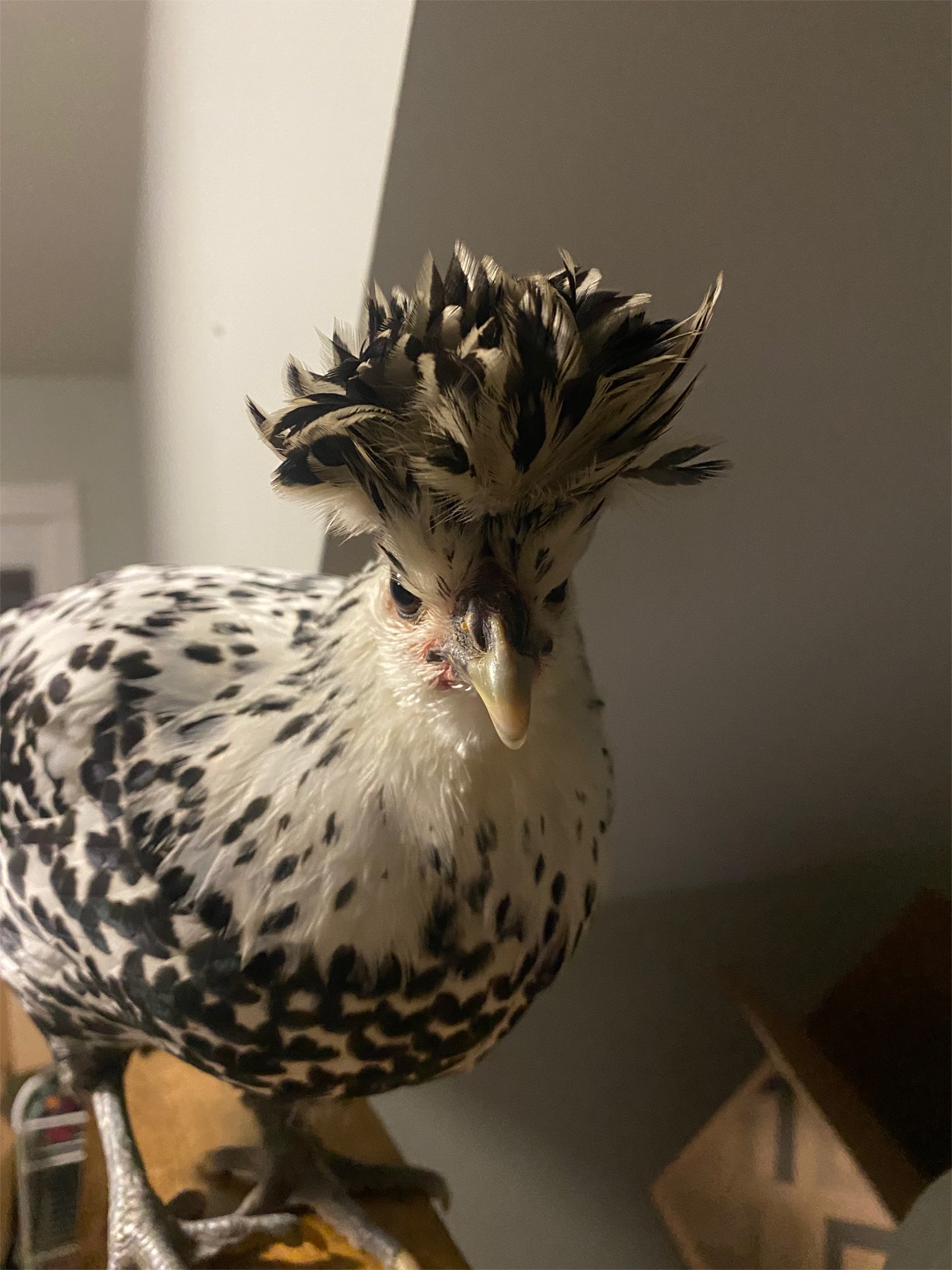 bw-chicken.jpg