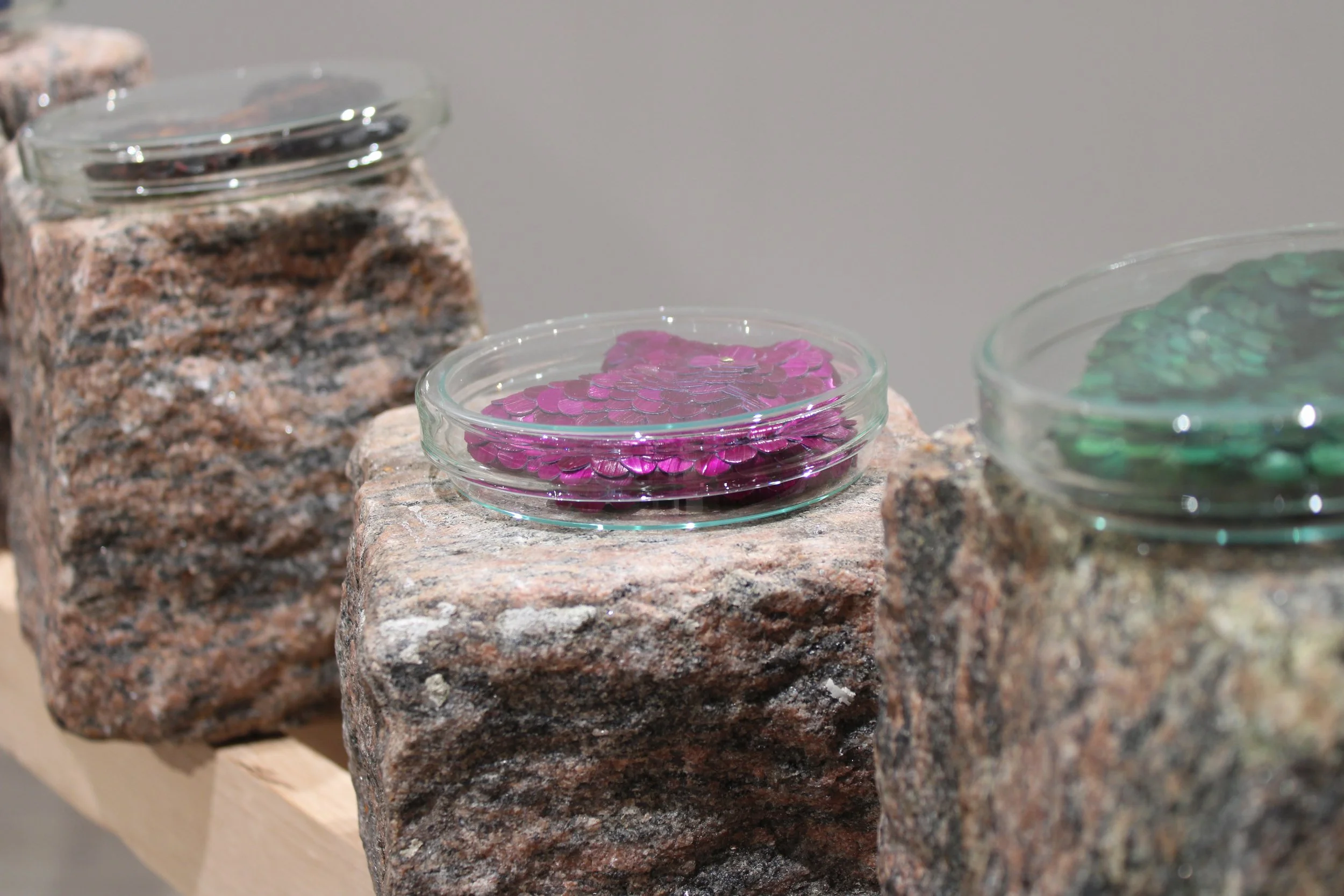 Close-up of small glass petri dishes filled with shiny, colorful, circular objects, placed on rough-textured granite stones.