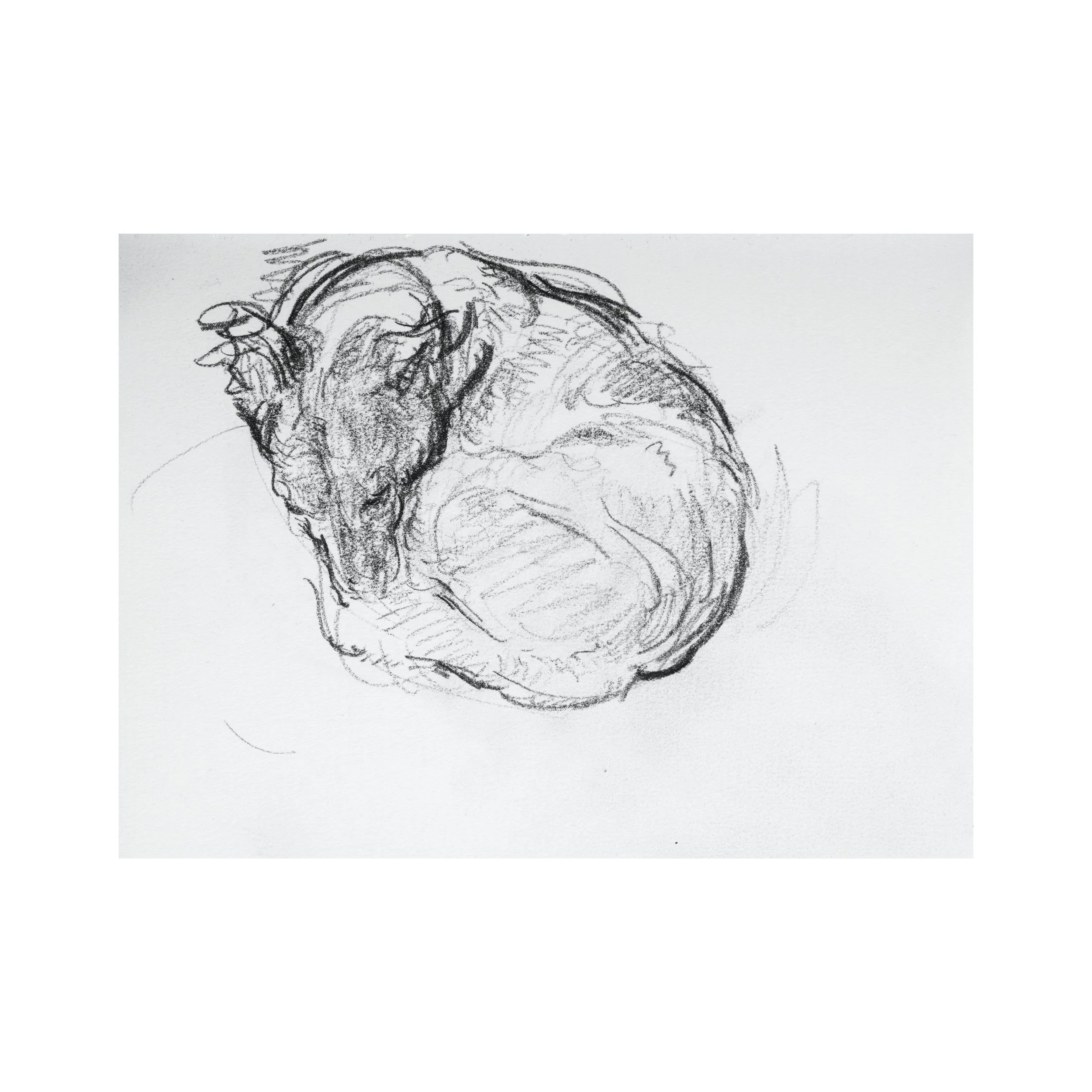 drawings