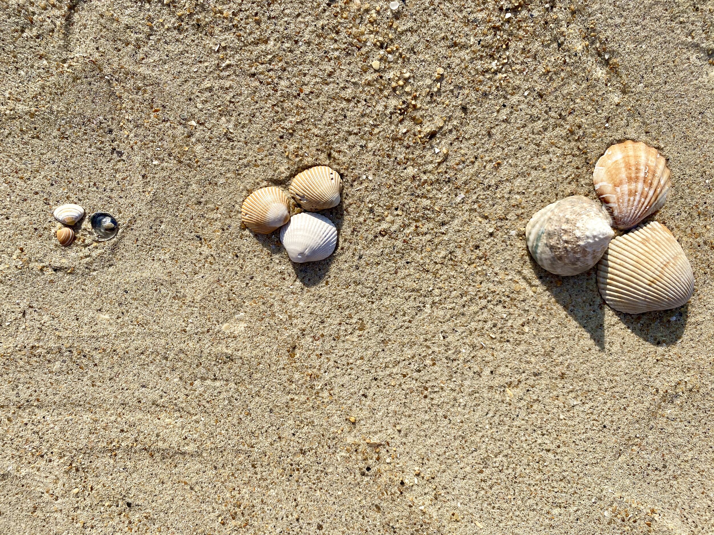 A Beginner's Guide to Collecting Seashells as a Hobby - HobbyLark