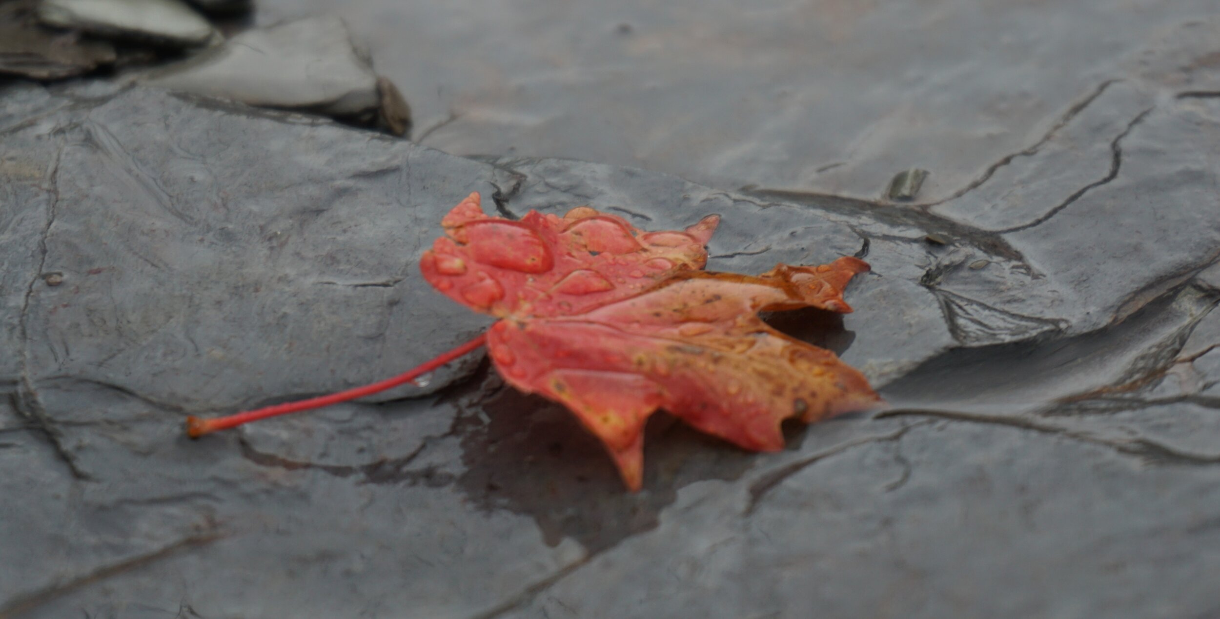 #4) Rainy Day Leaf- Vermont, US