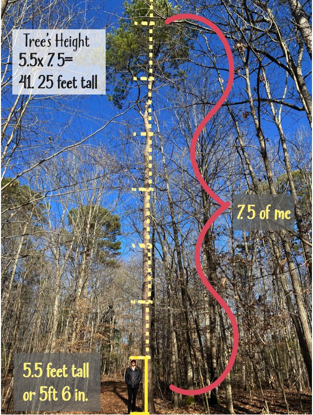 Accurately Measuring The Height Of Forest Trees – XANH