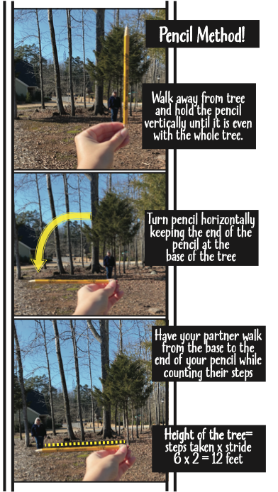How To Measure A Tree Using A Stick – Sfostsee