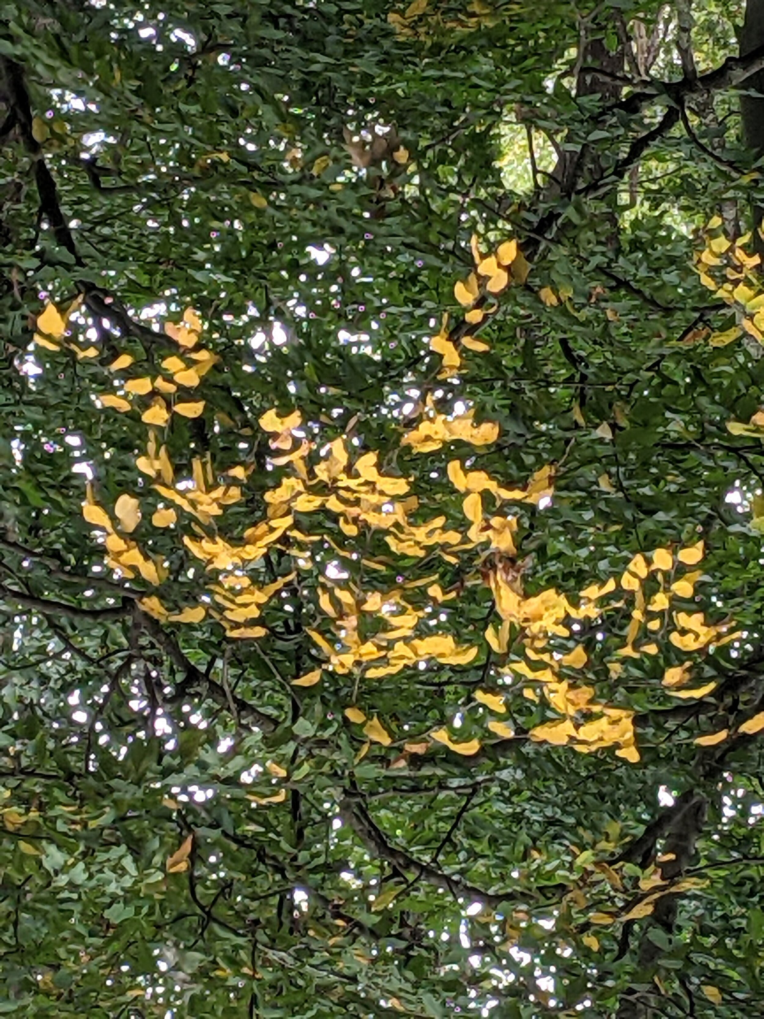 4.) Yellow Leaf - PA, US