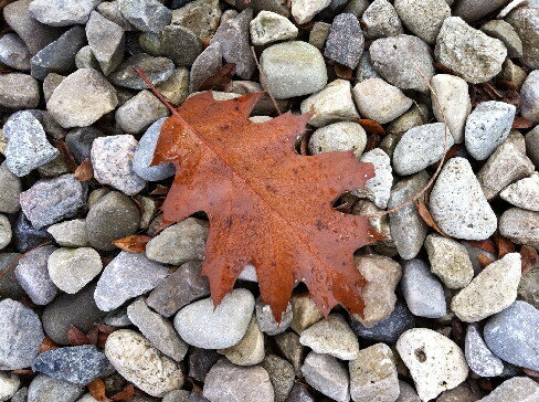 6.) Leaf on the Rocks - Ontario, Canada