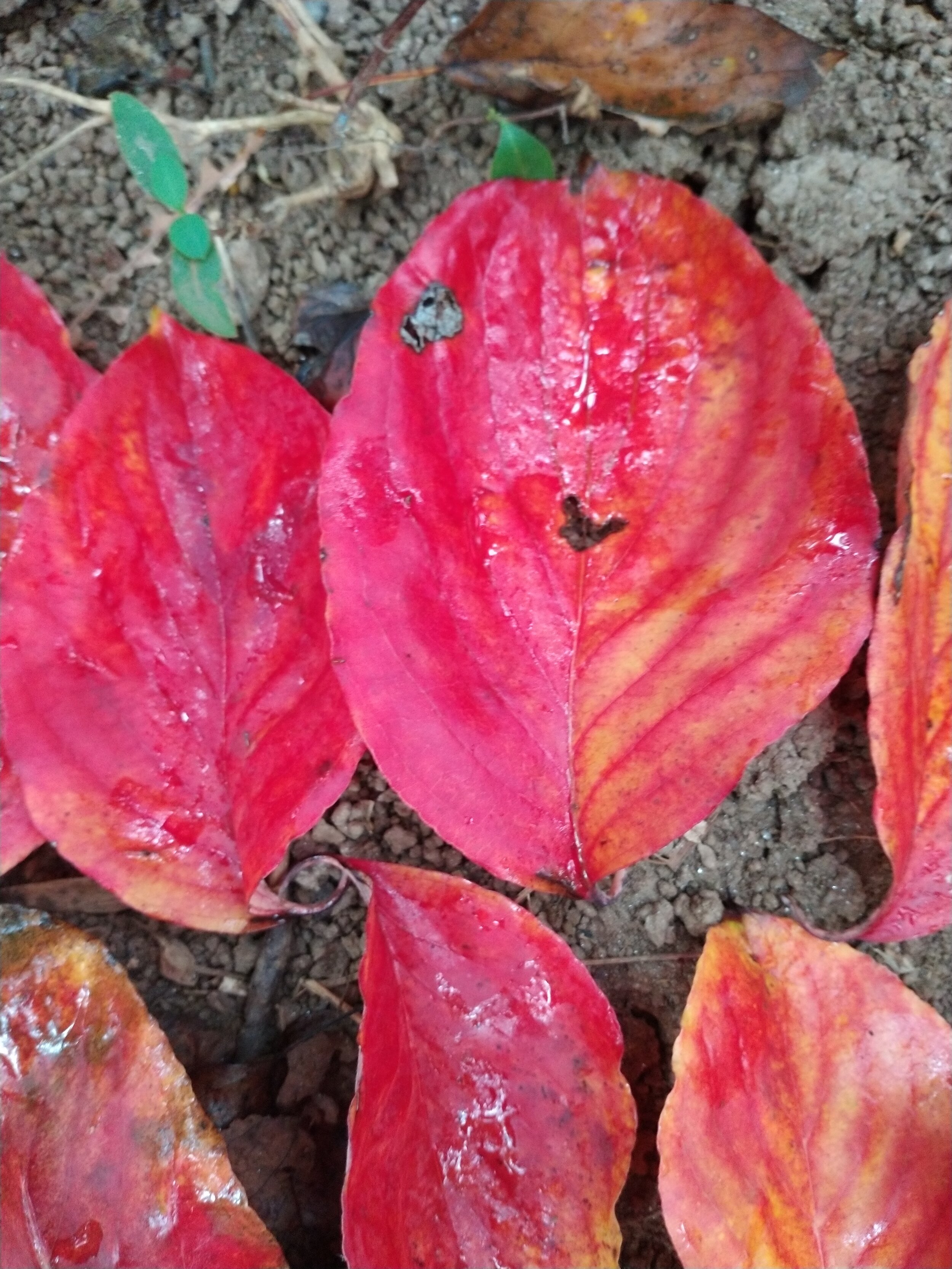 22.) 5 Red Leaves Sitting All Alone - MD, US