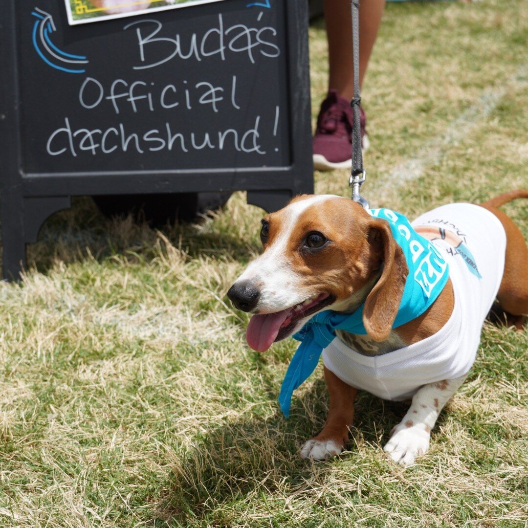 It's National Love Your Pet Day so show your little furry friend you believe in them and submit them to our FREE contest to become Buda's Official Discover Dachshund! If you win, we'll sponsor your dog in the @budalions Buda Wiener Dog Races 2024 and