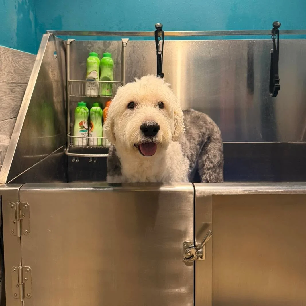 Sunday reset isn&rsquo;t just for the hoomans 🐾
Treat your four-legged friend to a little self-care at Shaggy Dog Market with their self-service dog wash.

And if they&rsquo;re a good boy&hellip; grab a treat after&mdash;like Lenny.